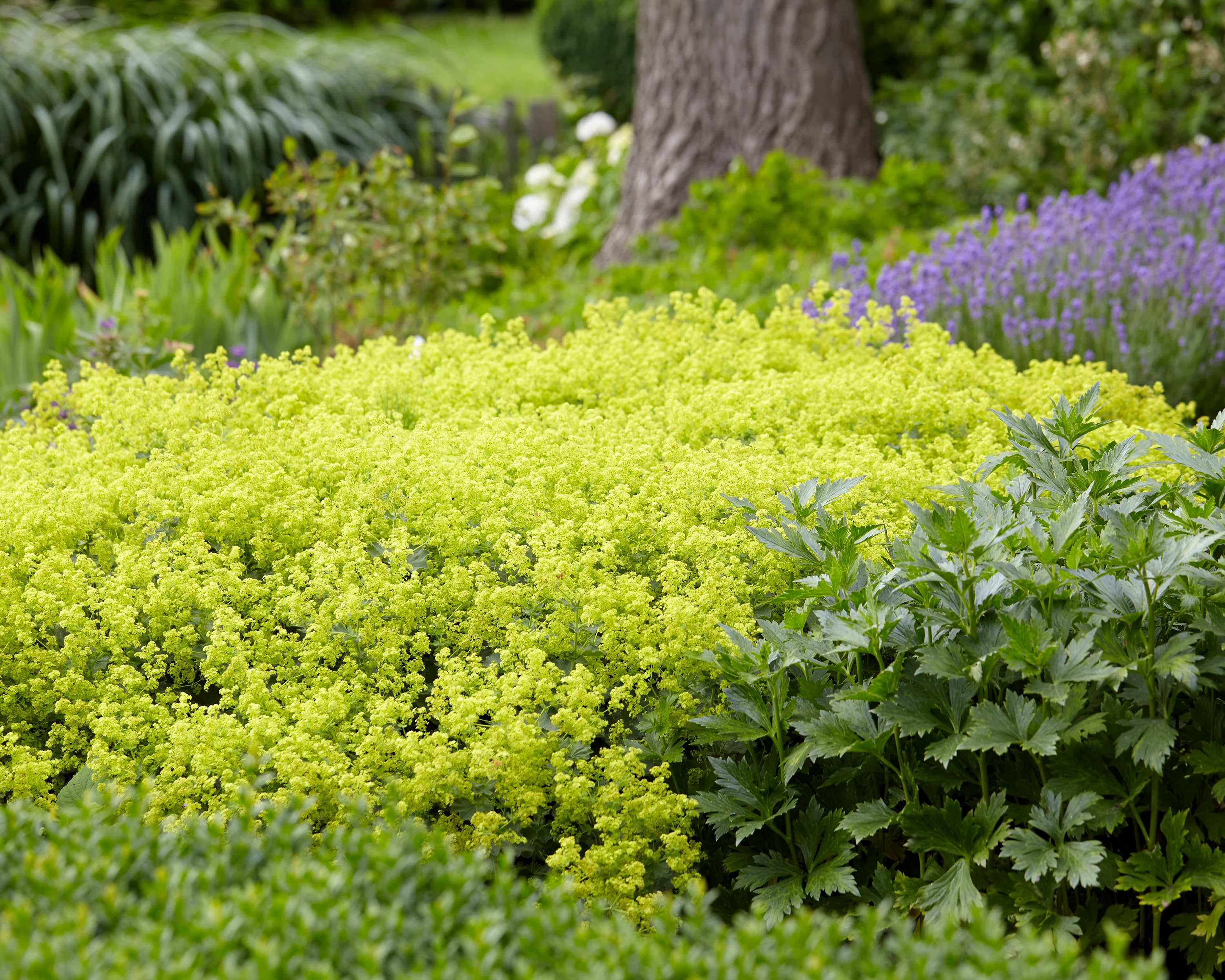 Alchemilla mollis - Image 9