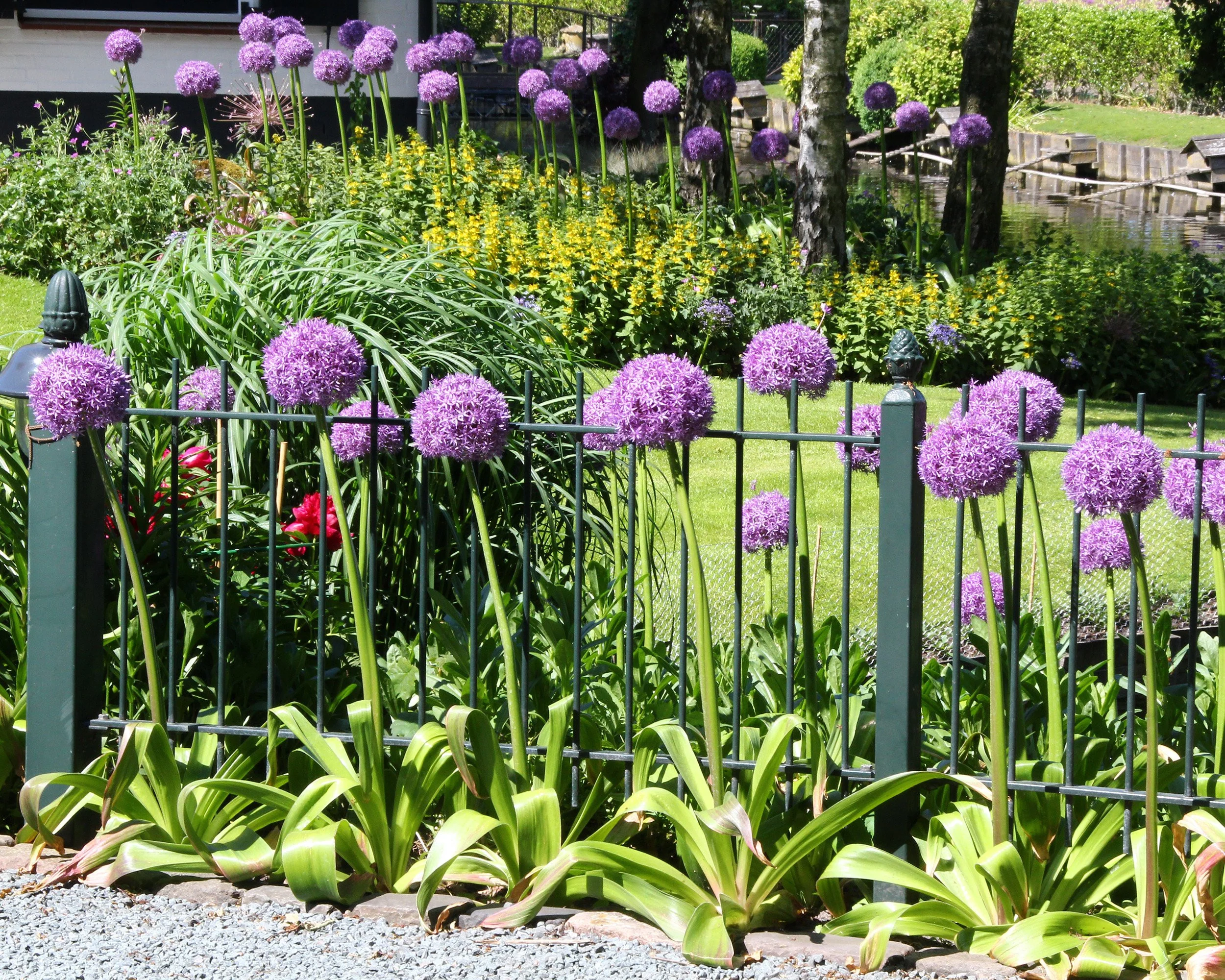 Allium 'Ambassador' - Image 3