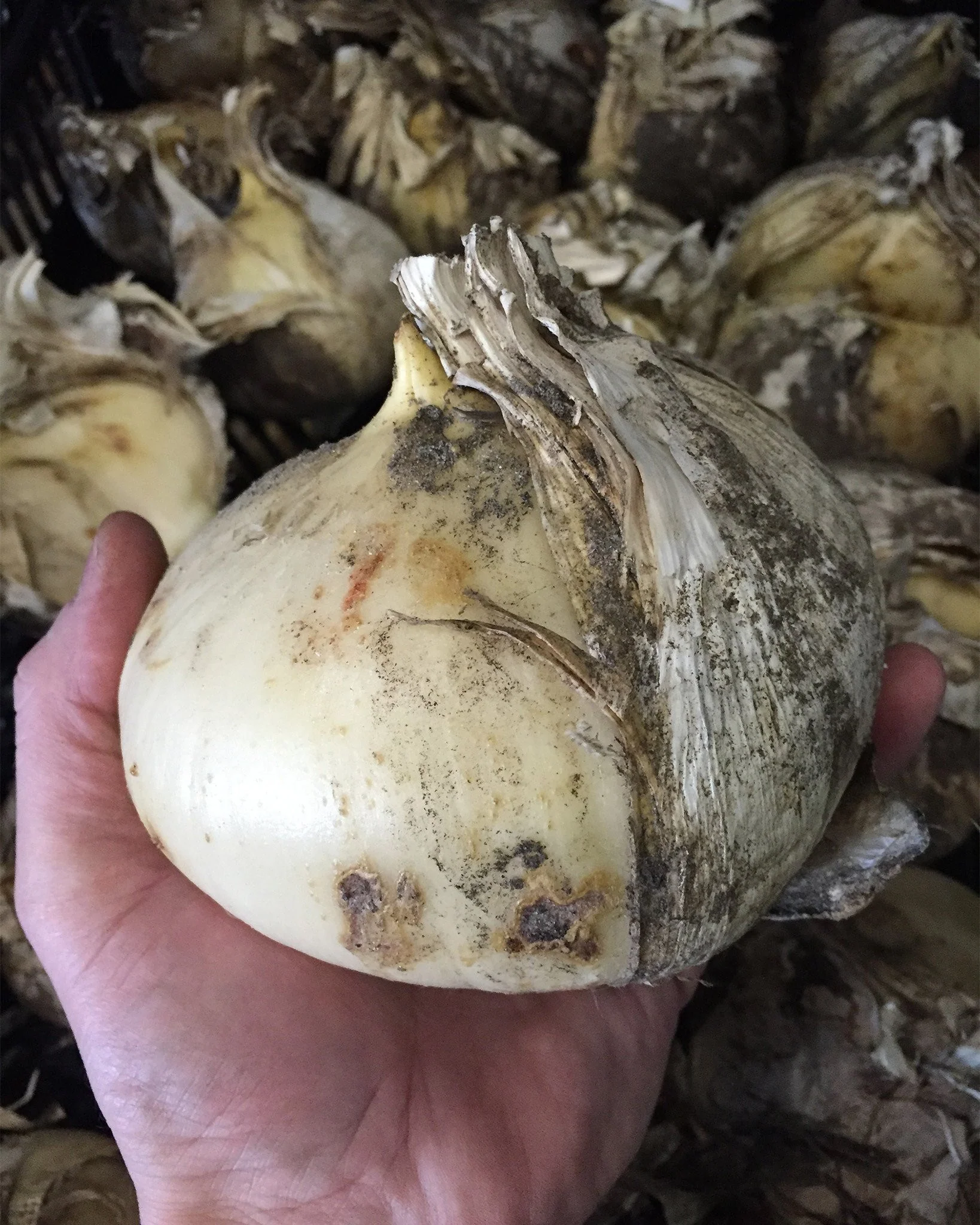 Allium 'Ambassador' - Image 6