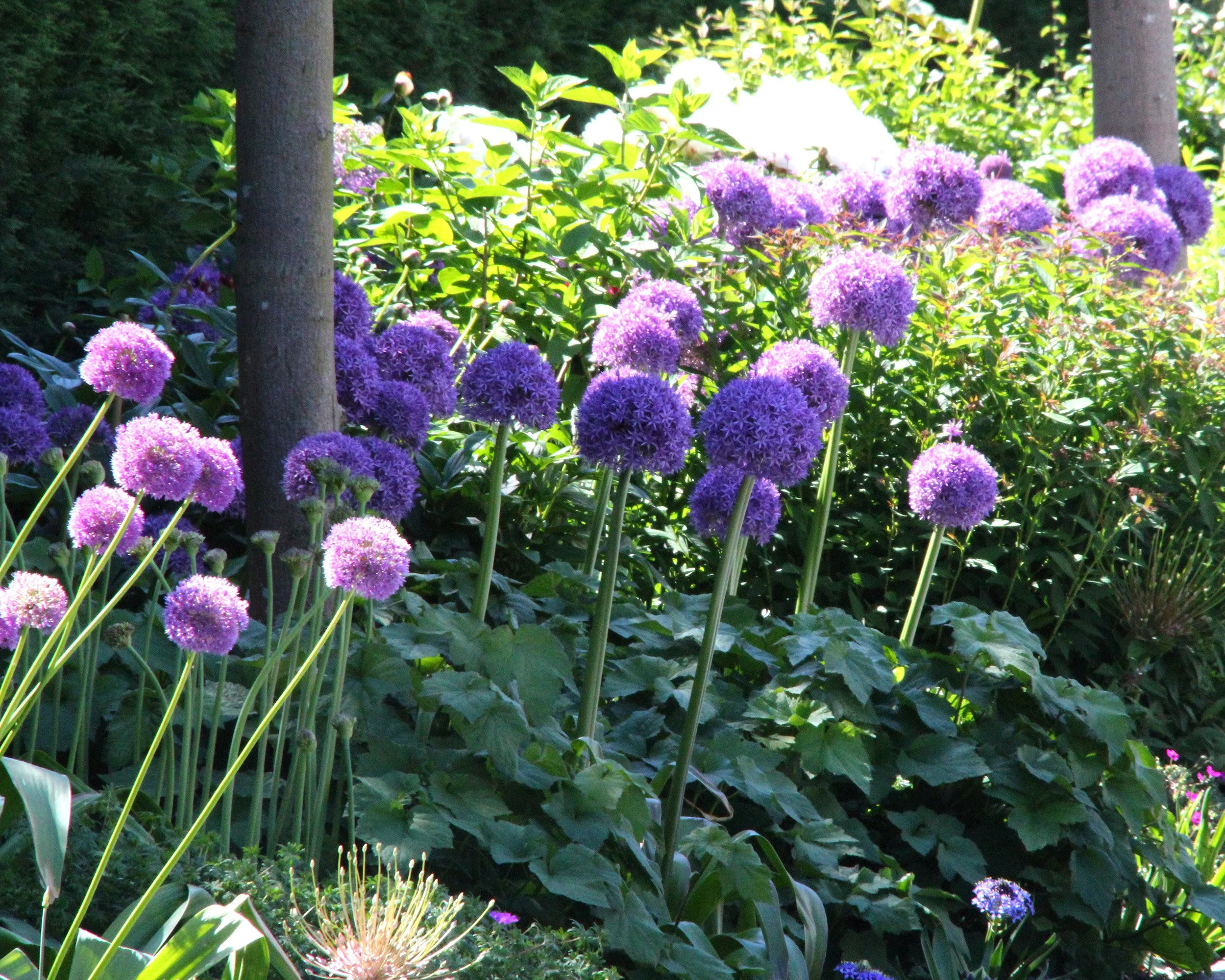 Allium 'Ambassador' - Image 7