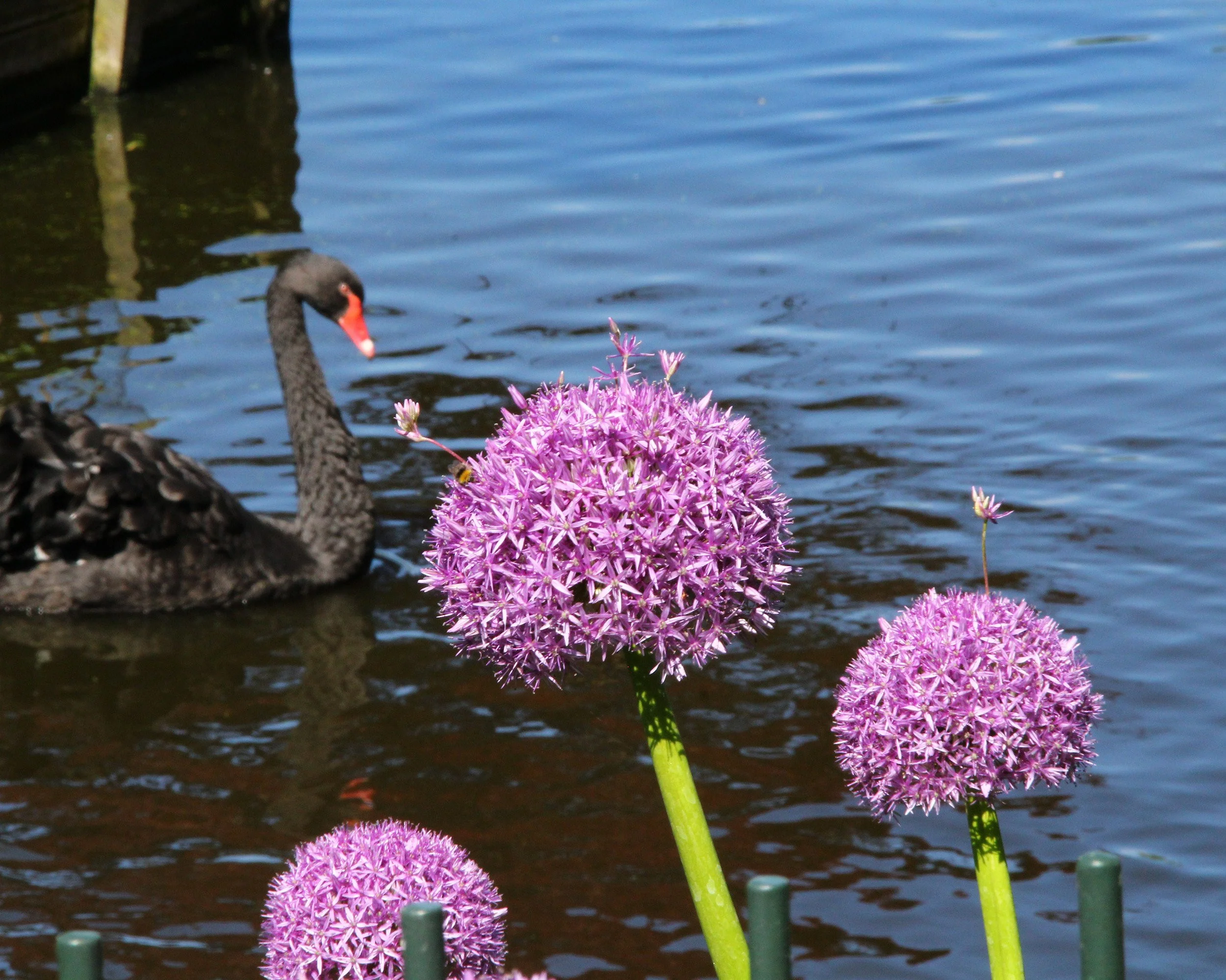 Allium 'Ambassador' - Image 8