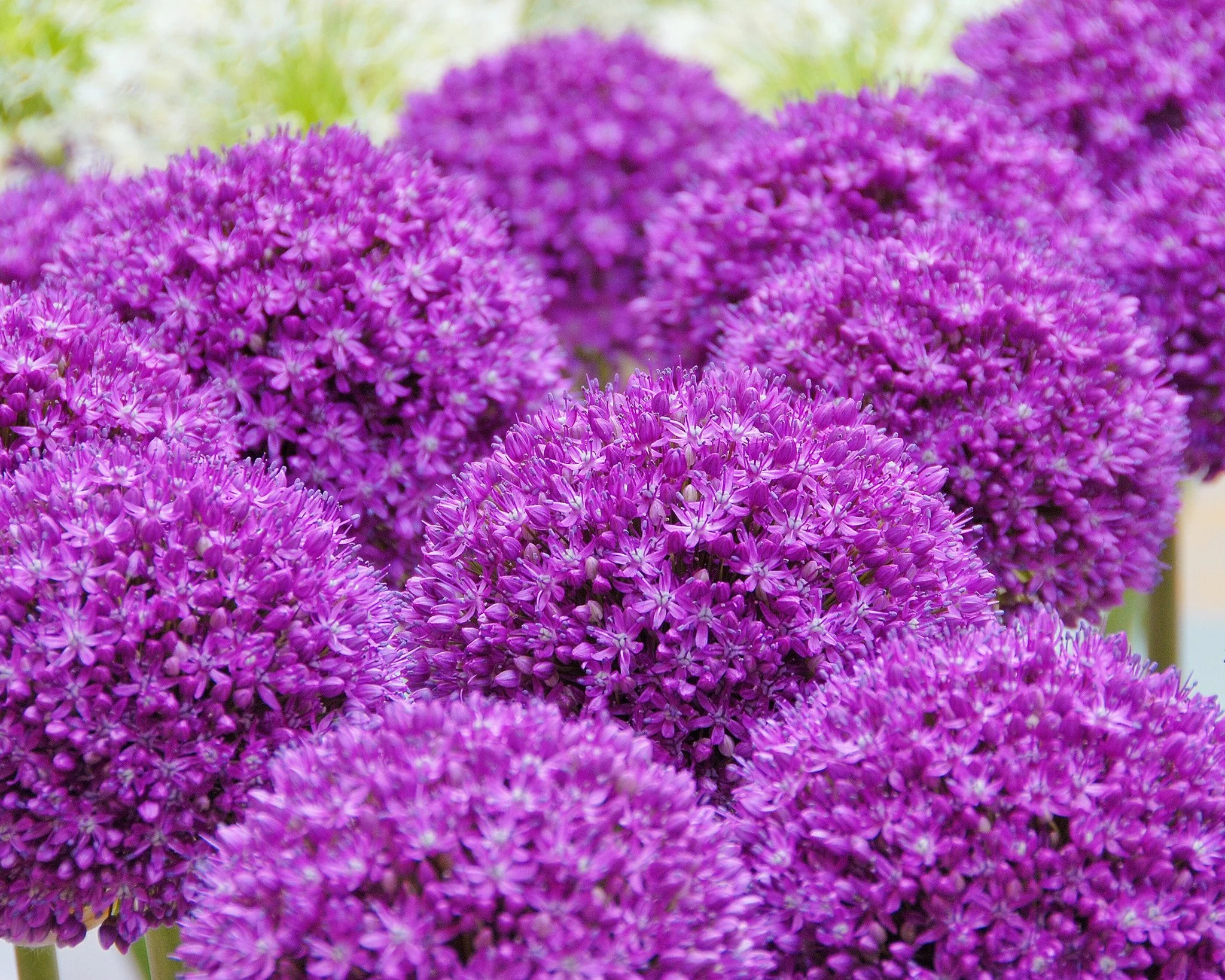 Allium 'Ambassador XXL' - Image 3