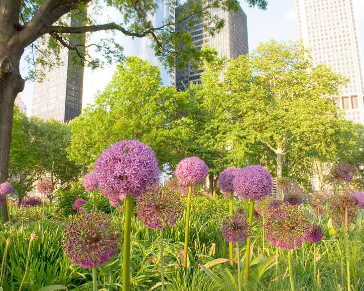 Allium 'Ambassador XXL' - Image 5