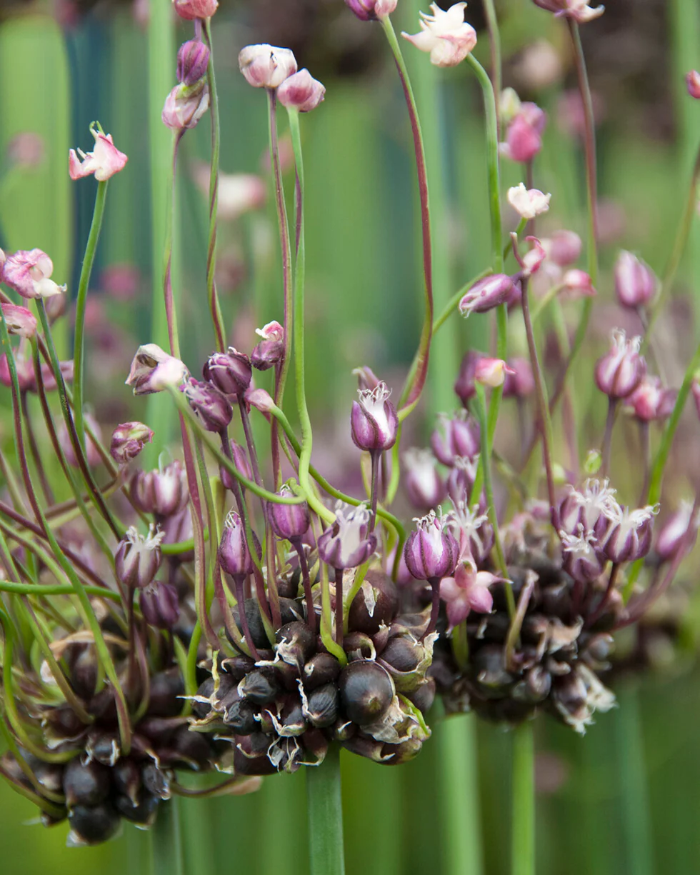 Allium 'Art' - Image 3