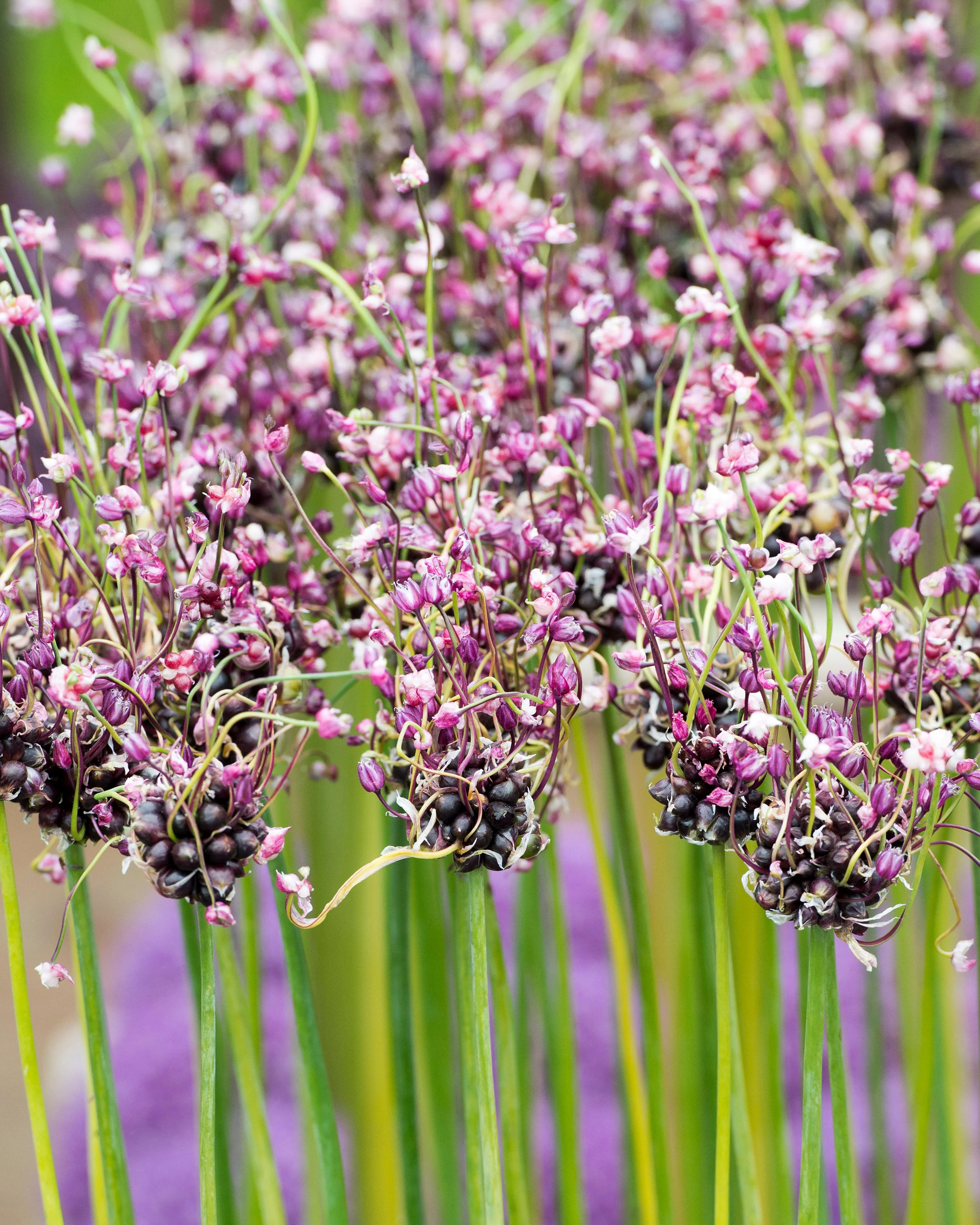 Allium 'Art' - Image 5