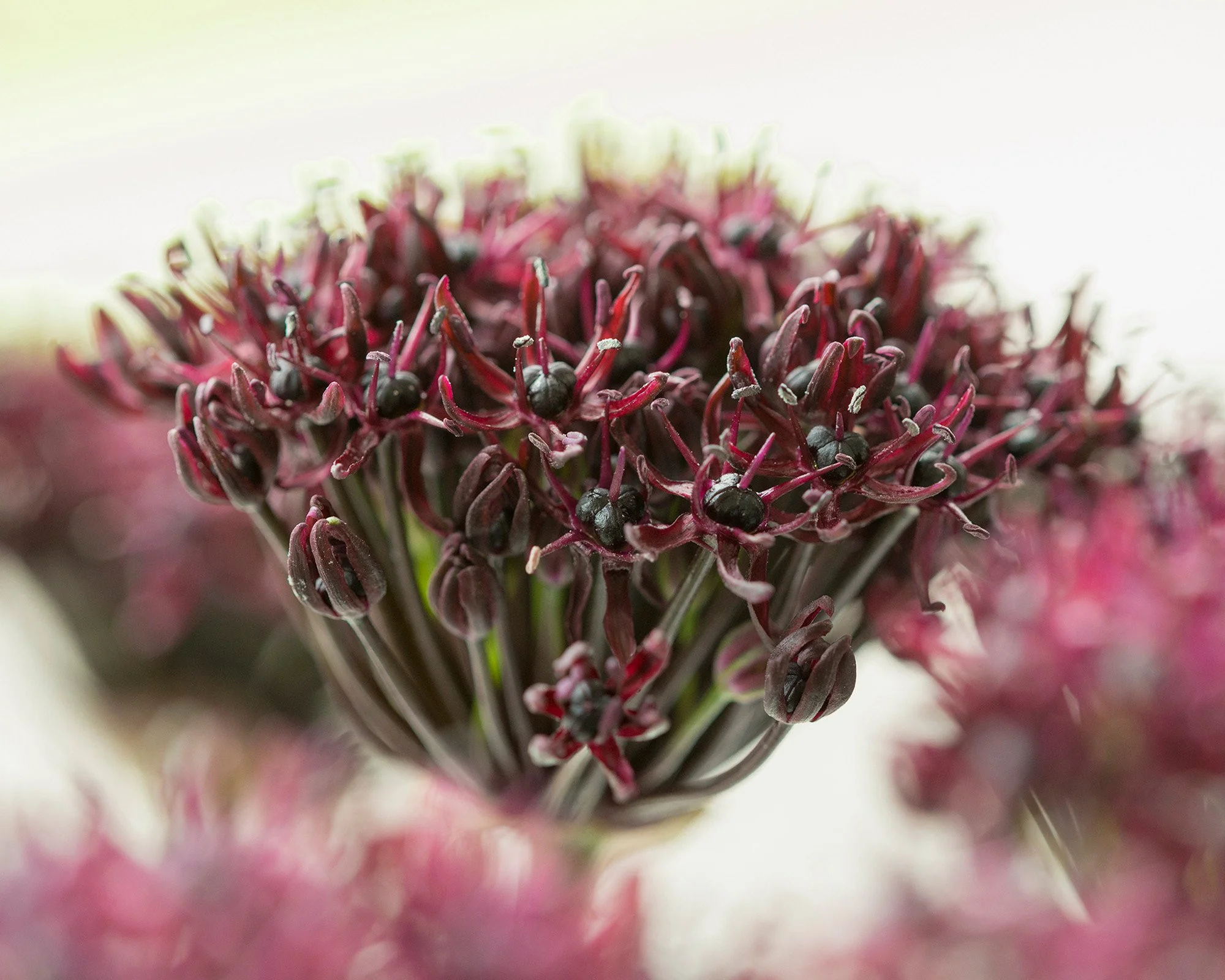 Allium atropurpureum - Image 5