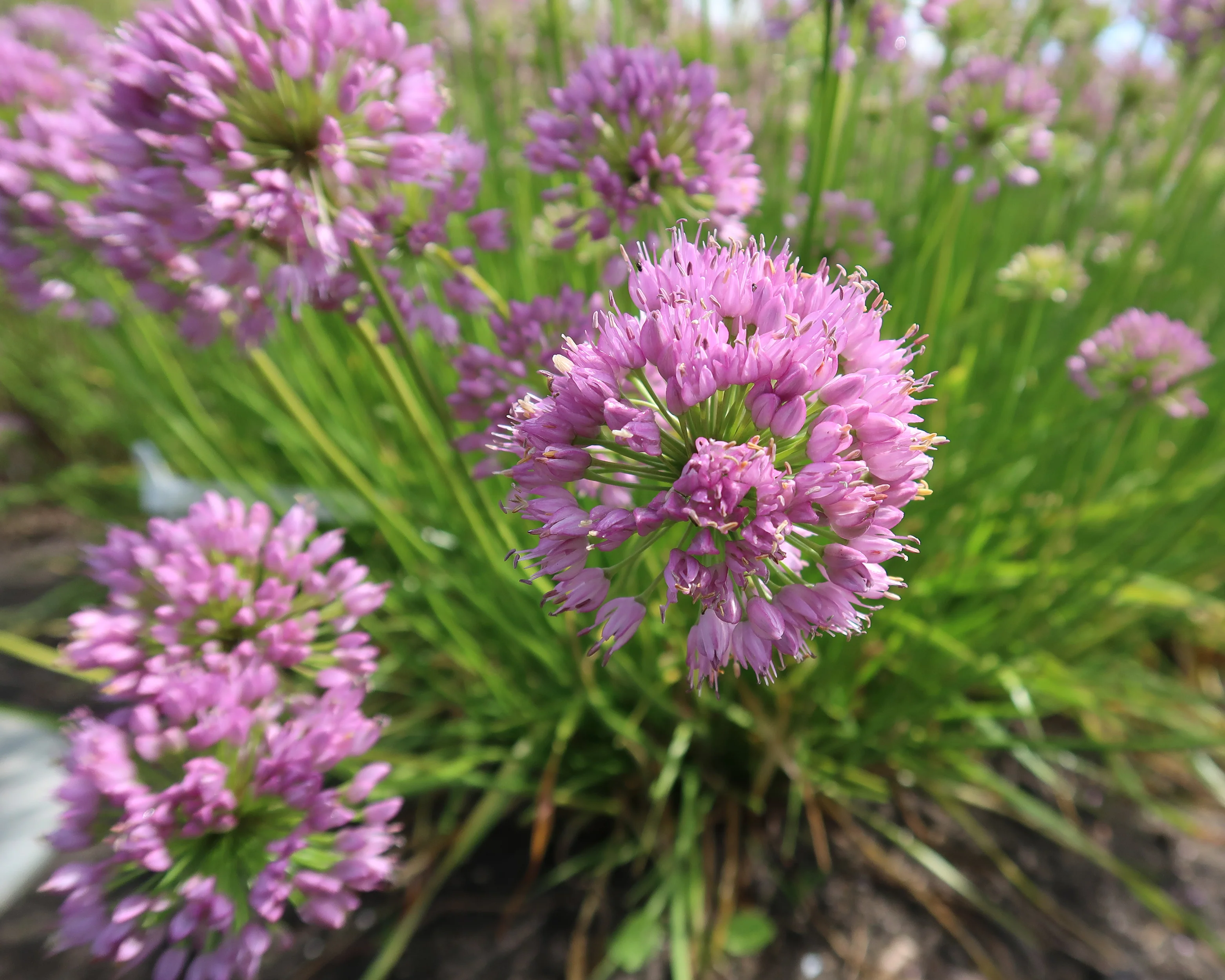 Allium 'Avatar' - Image 4