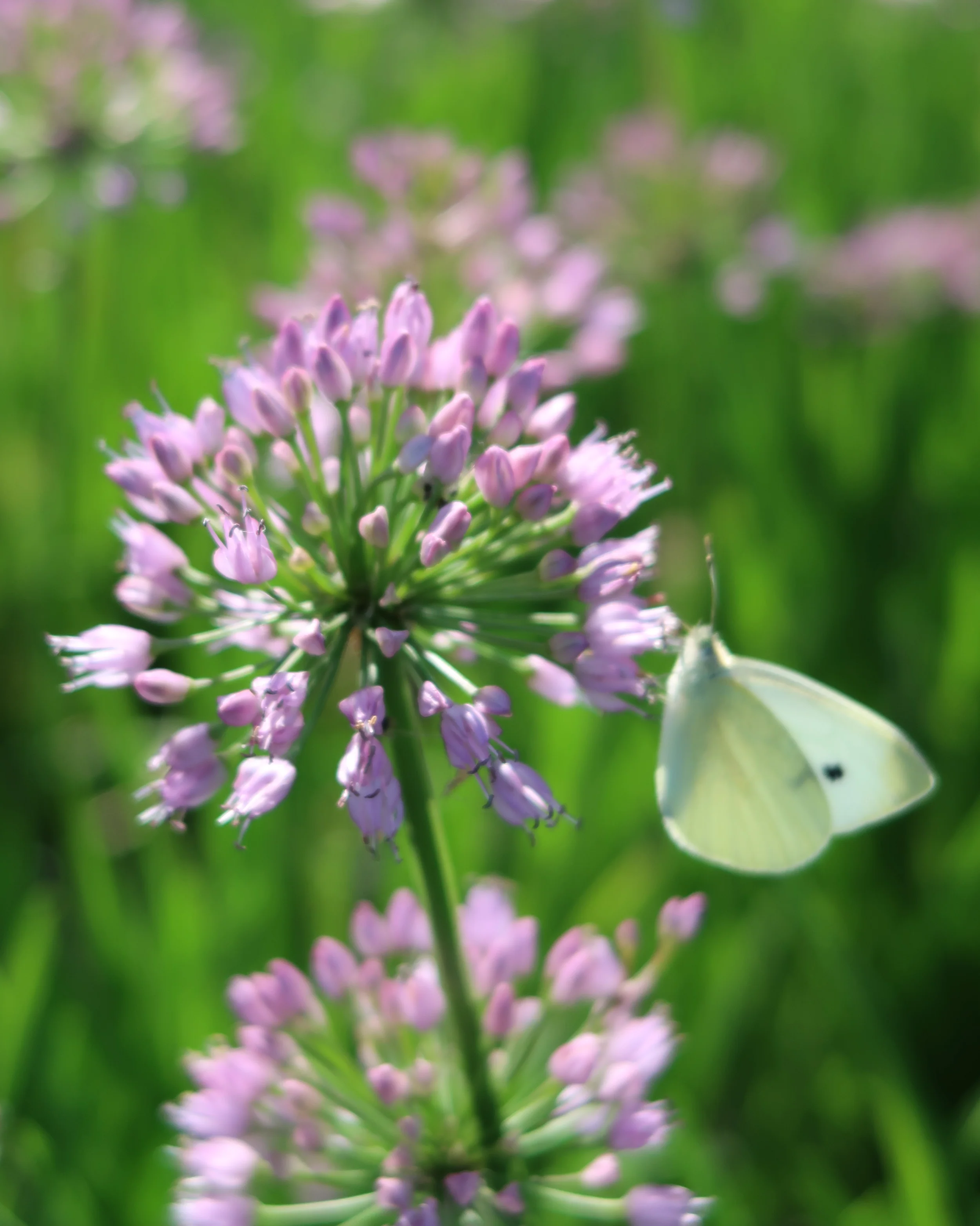 Allium 'Avatar' - Image 5