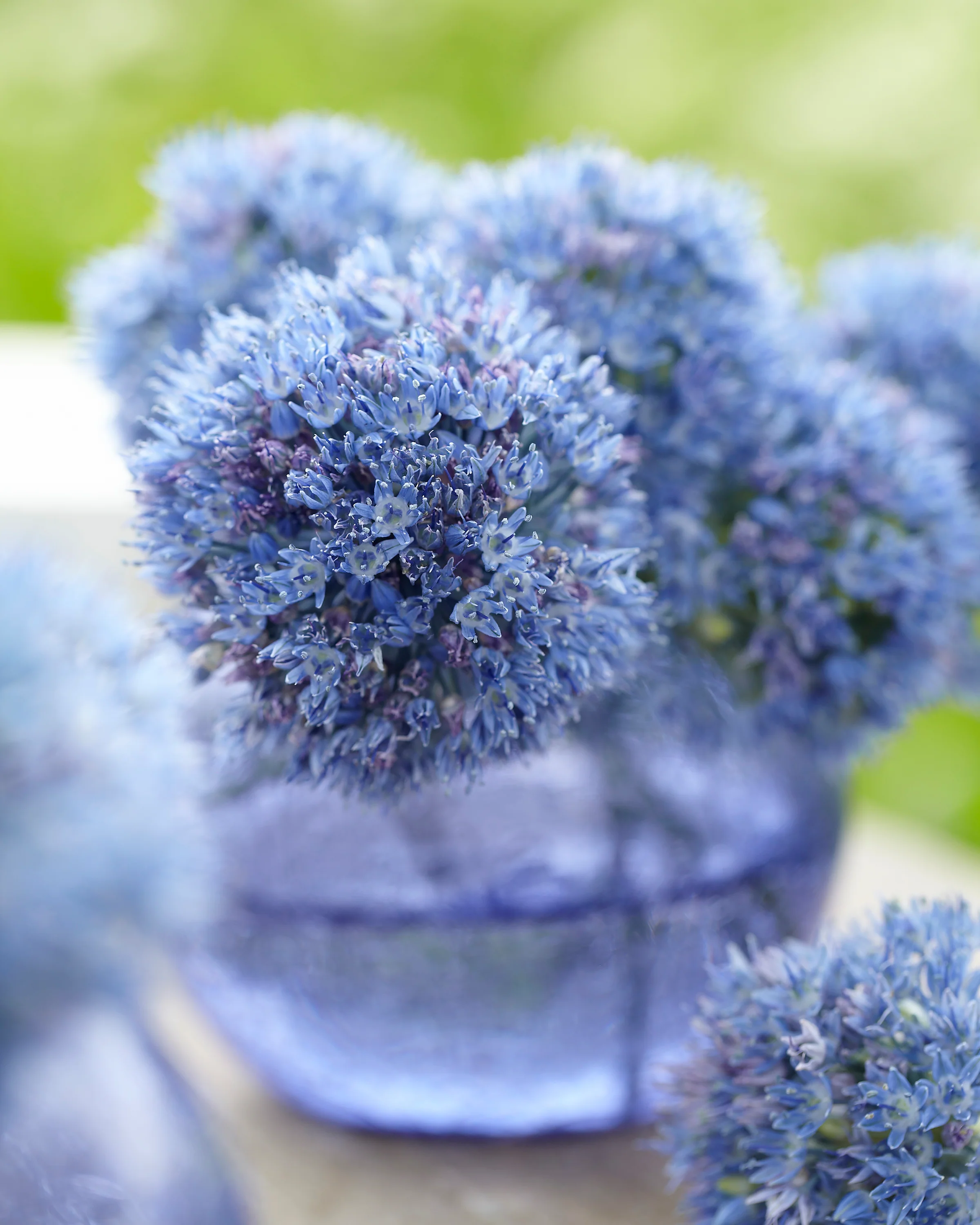 Allium azureum - Image 4