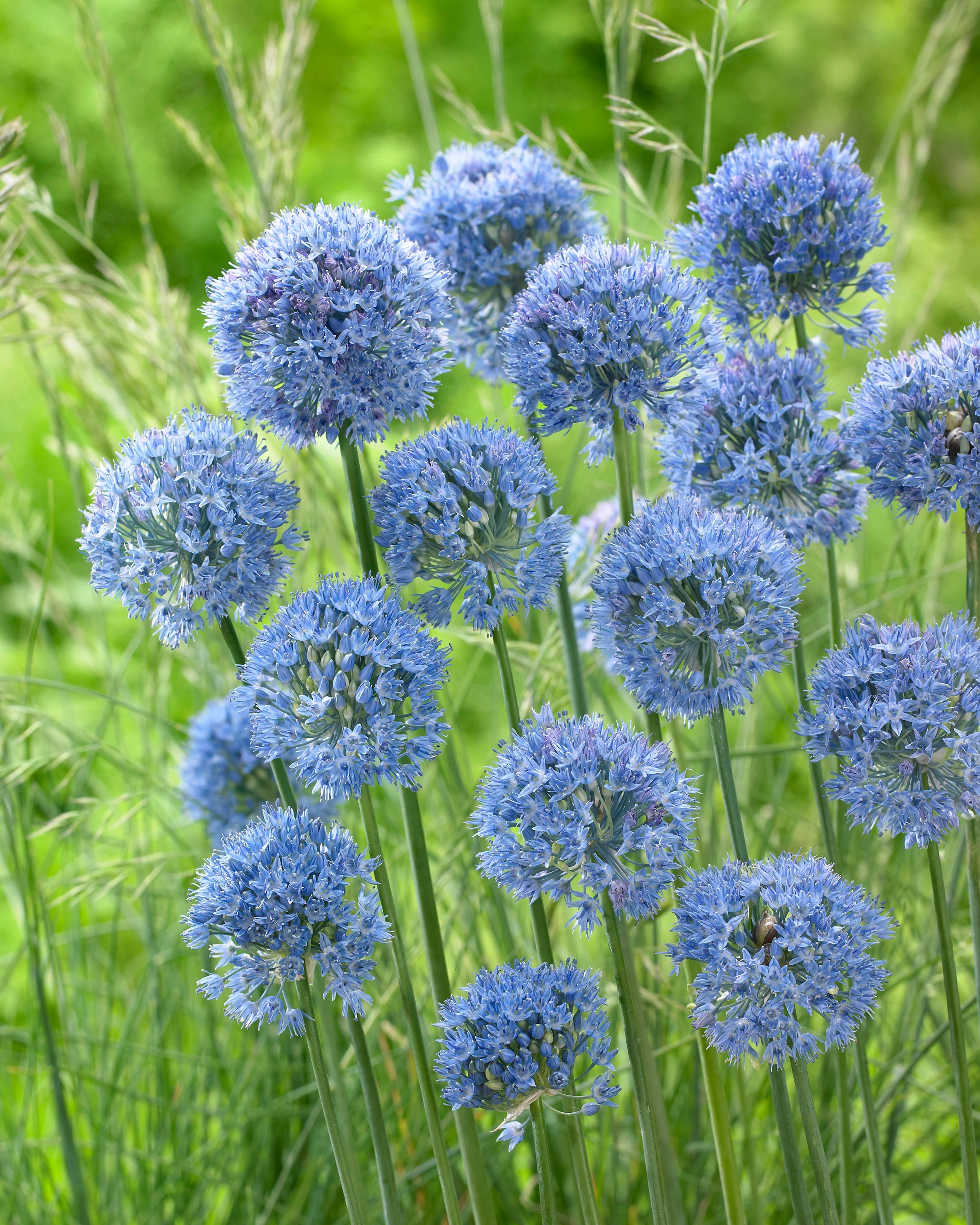 Allium azureum - Image 5