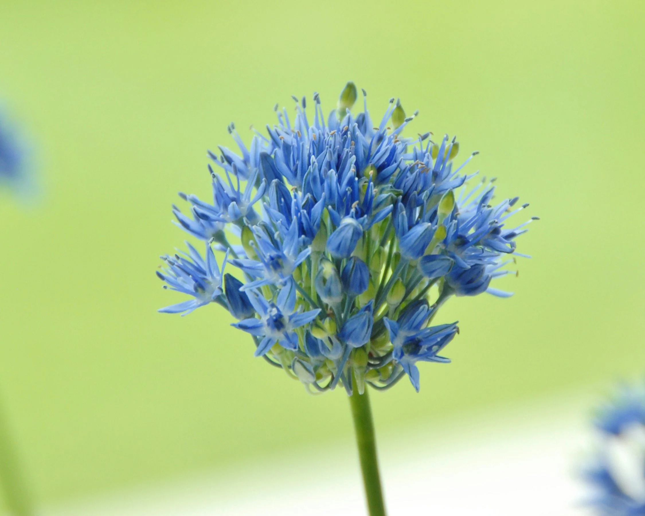 Allium azureum - Image 7