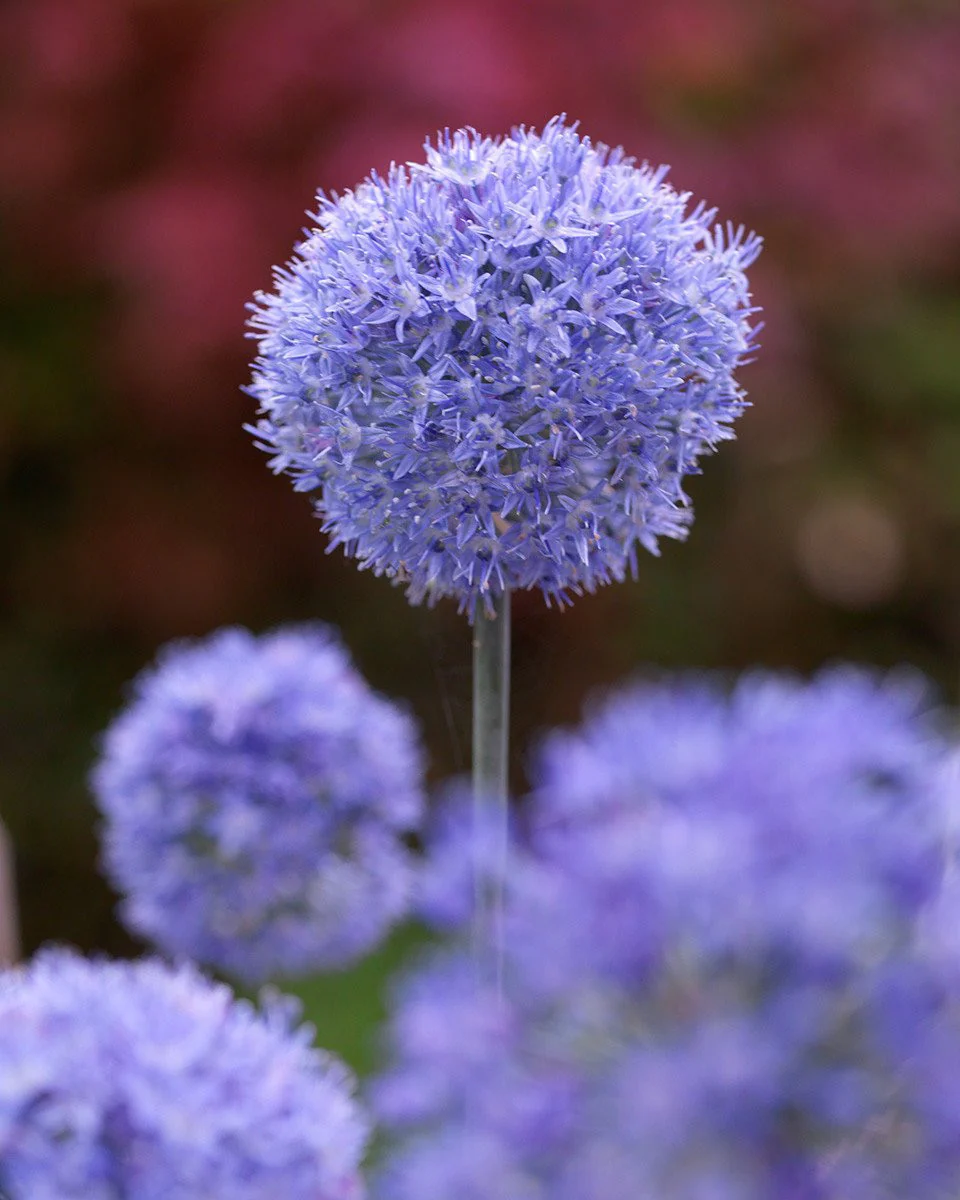 Allium azureum - Image 8