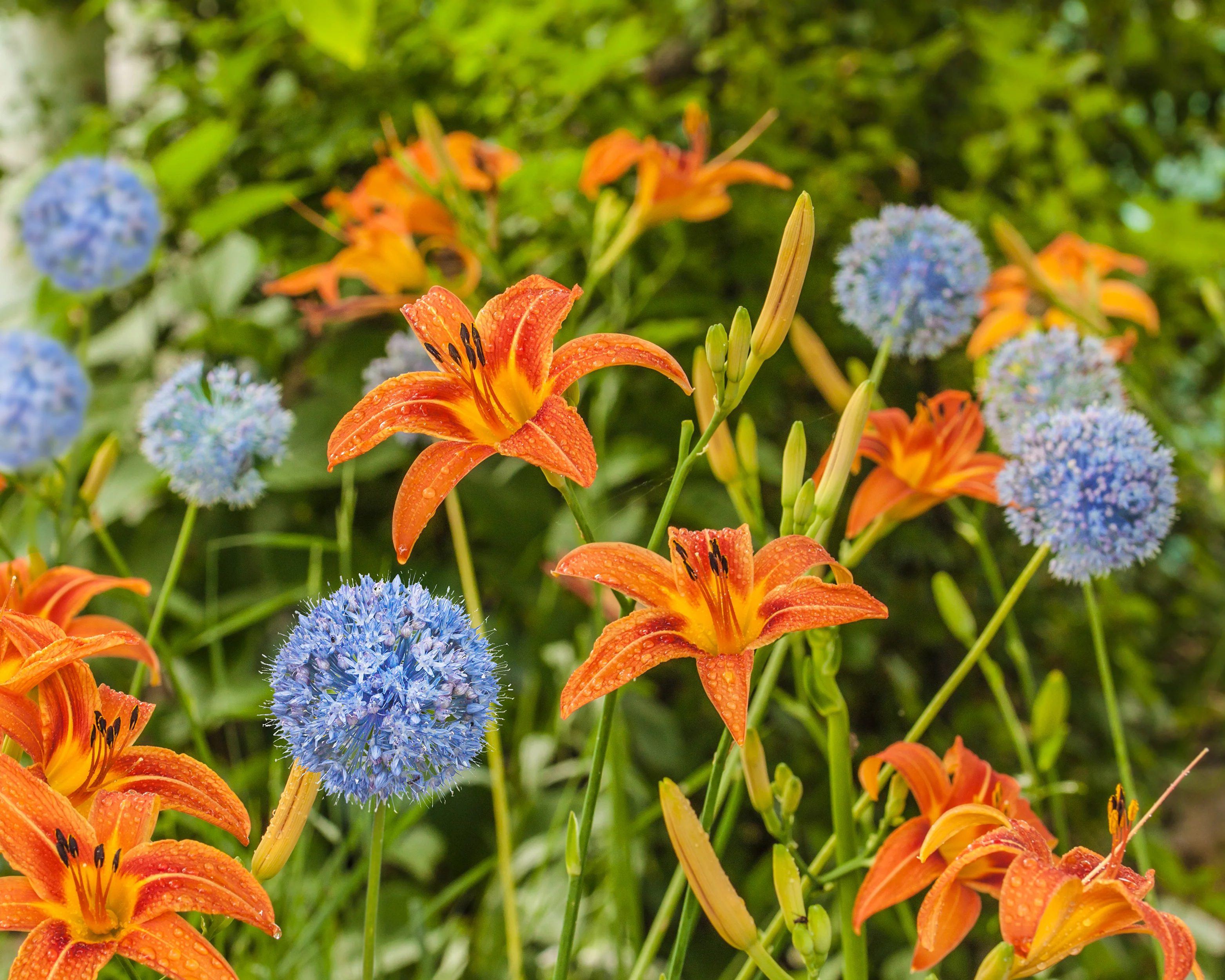 Allium caesium - Image 2