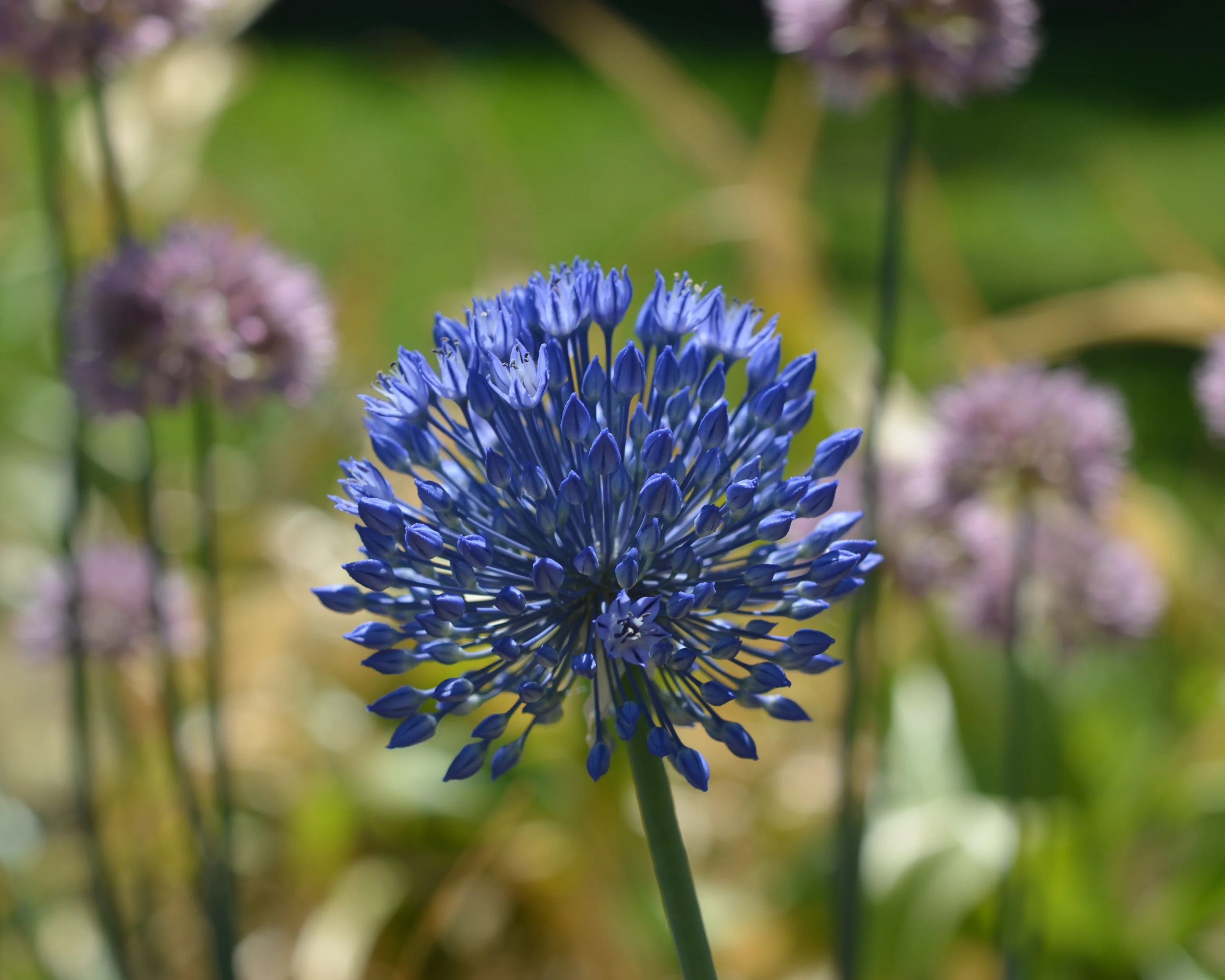 Allium caesium - Image 3