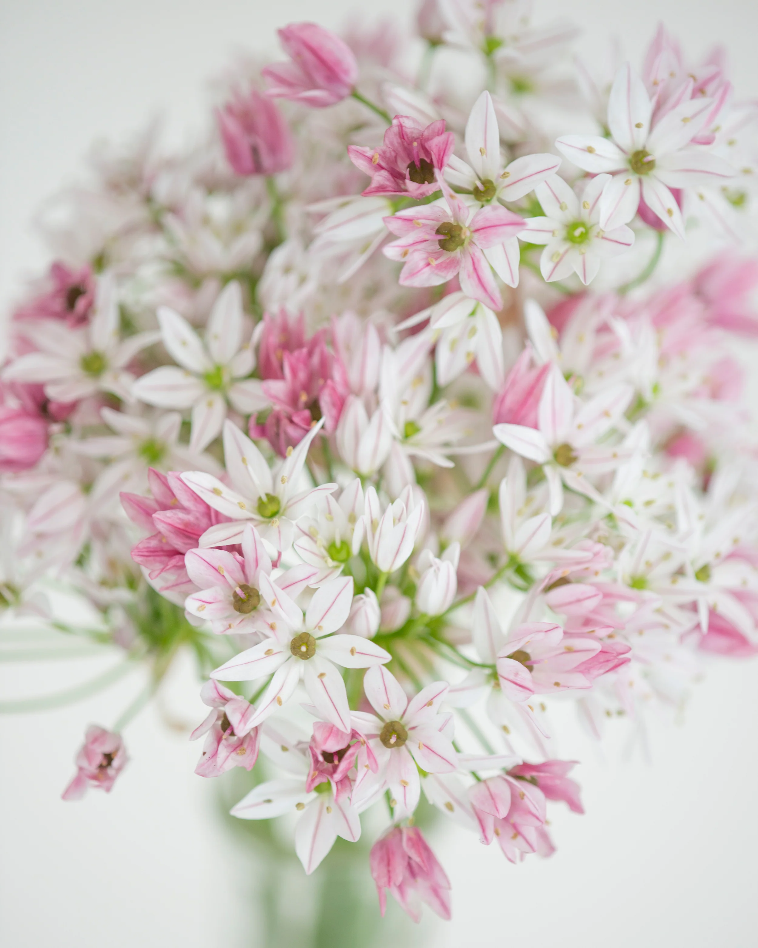 Allium 'Cameleon' - Image 3