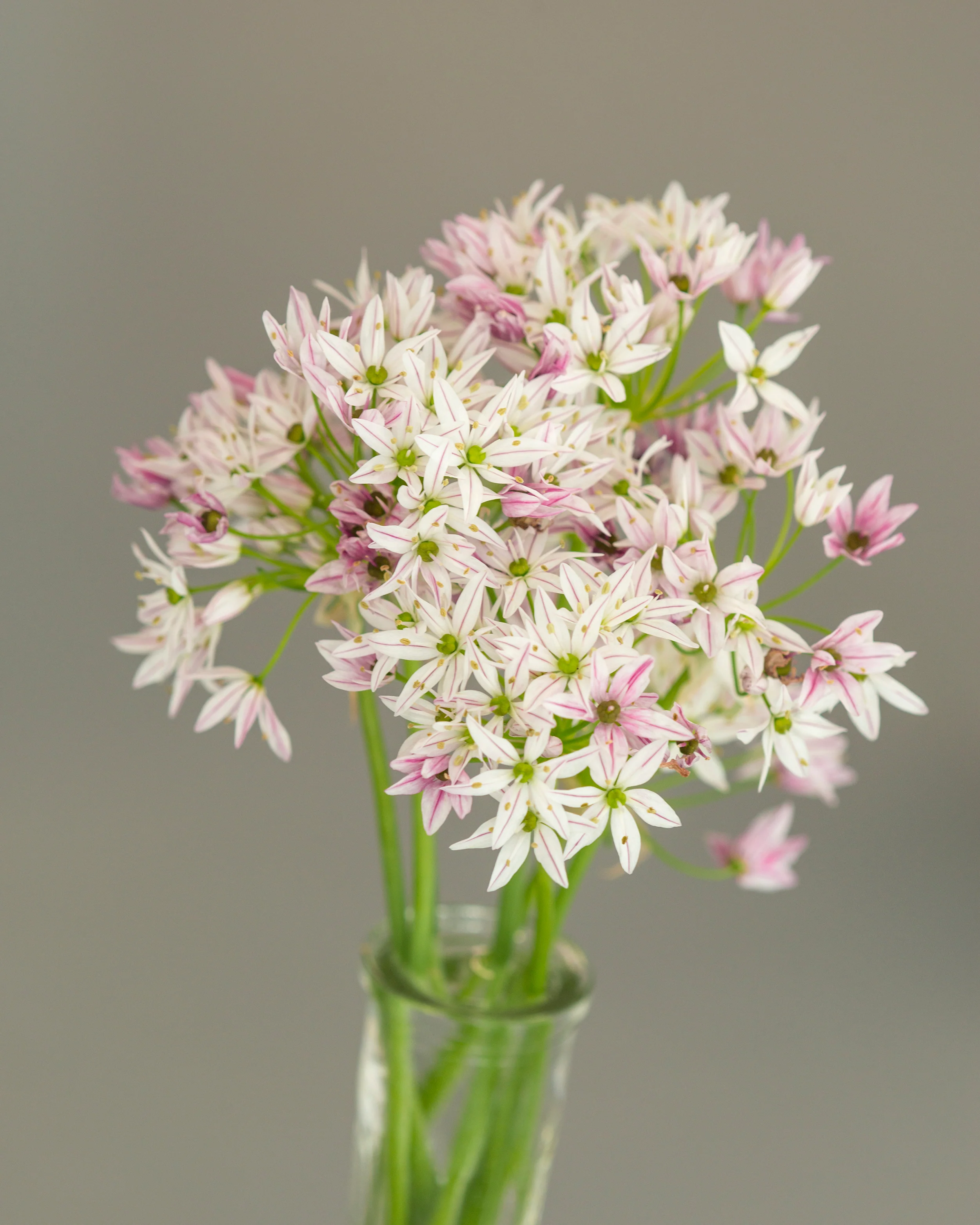 Allium 'Cameleon' - Image 6