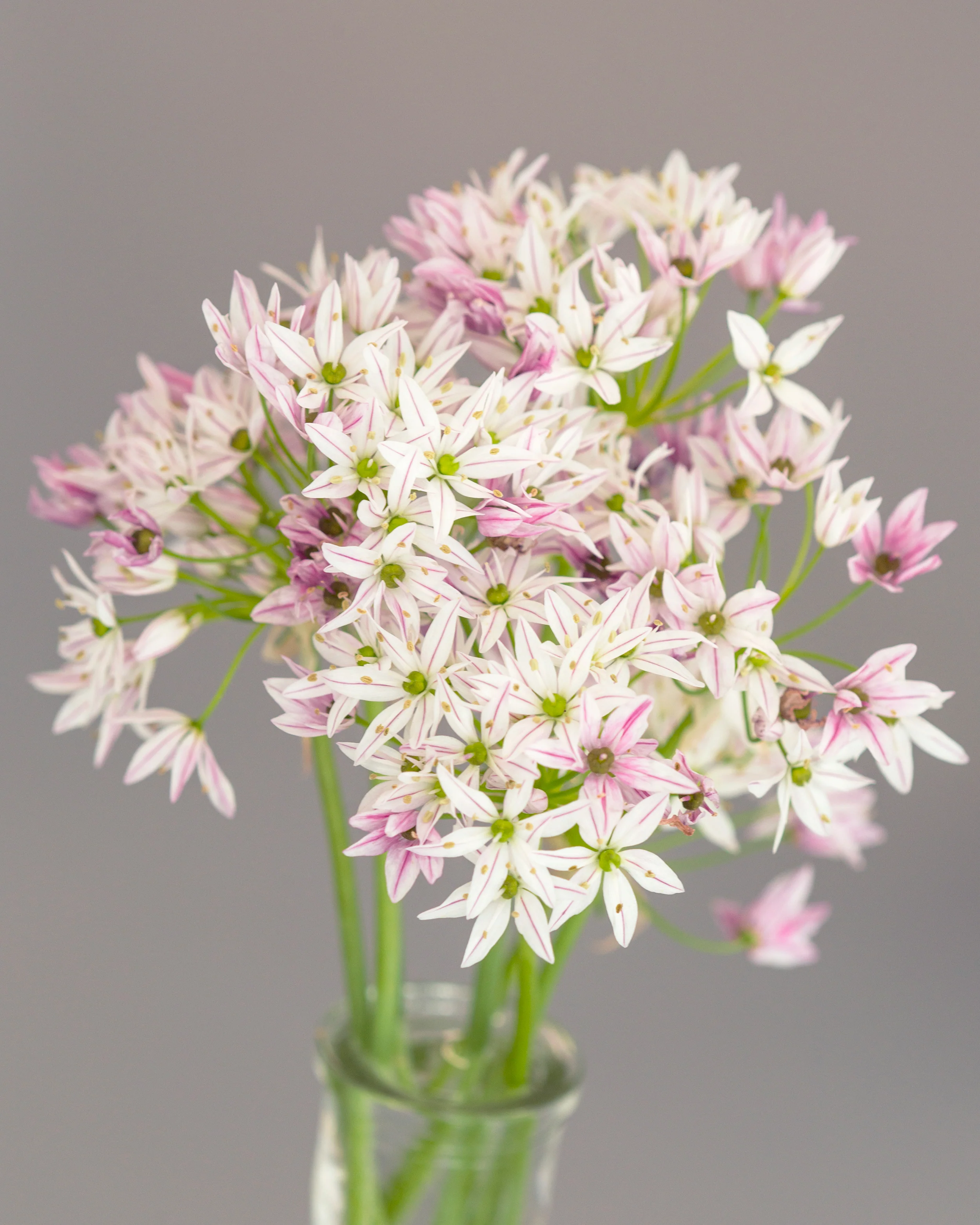 Allium 'Cameleon' - Image 8