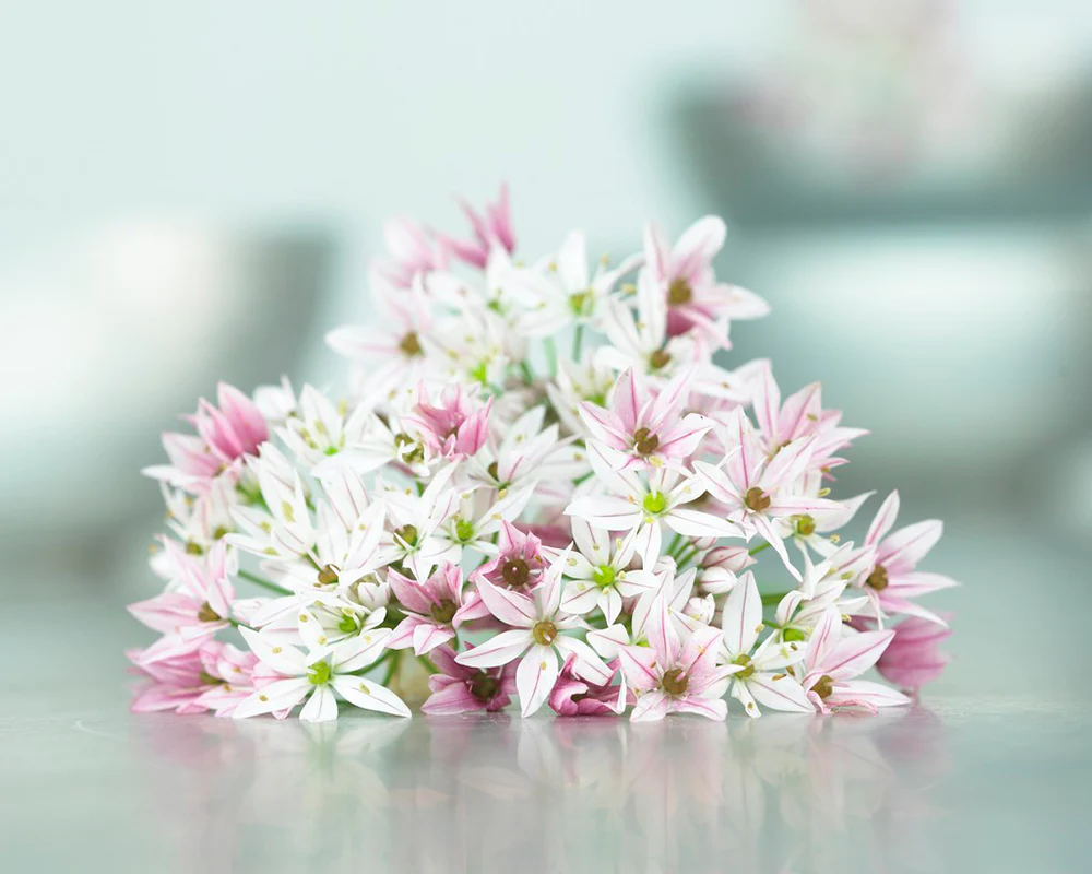 Allium 'Cameleon' - Image 9