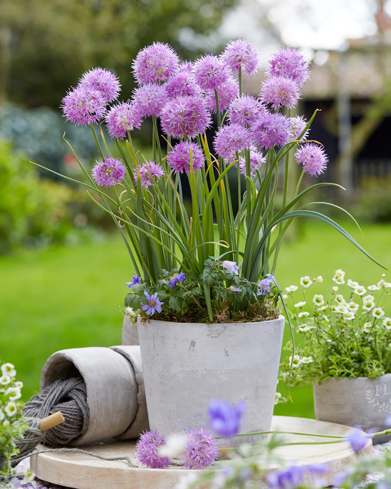 Allium 'Rosy Beauty' - Image 2