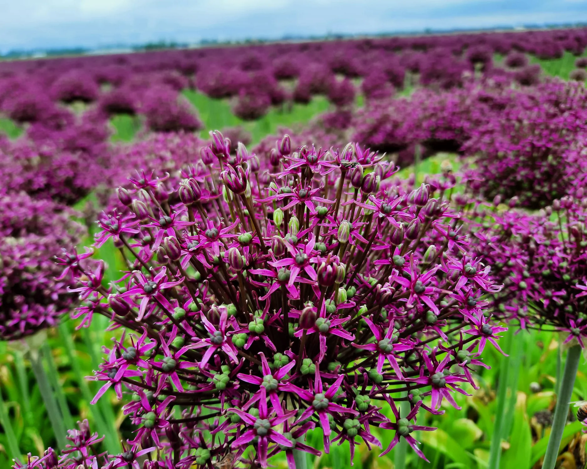 Allium 'Cherry' - Image 2
