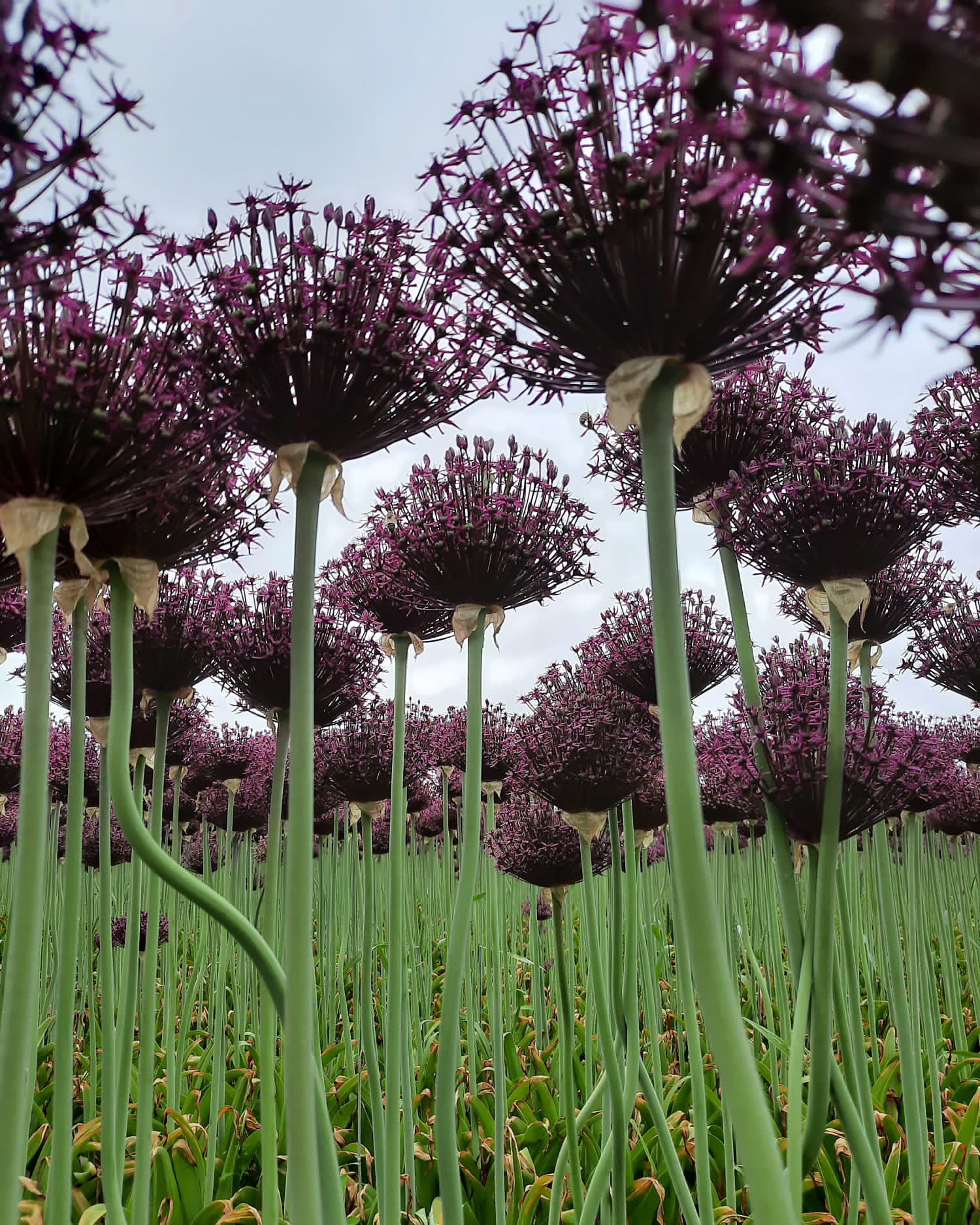 Allium 'Cherry' - Image 5