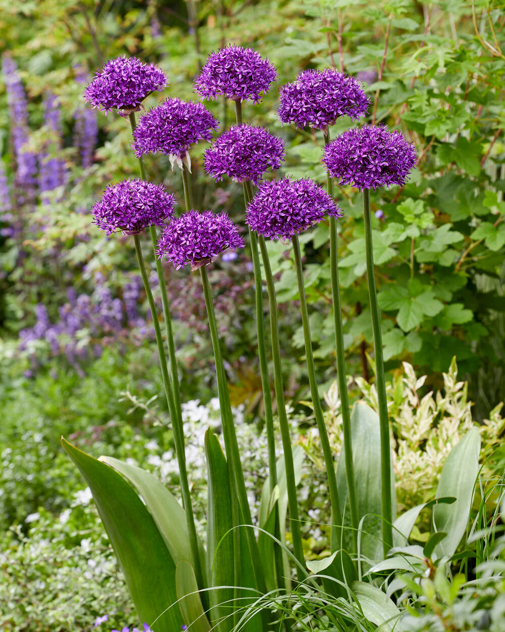 Allium 'Chicago' - Image 2