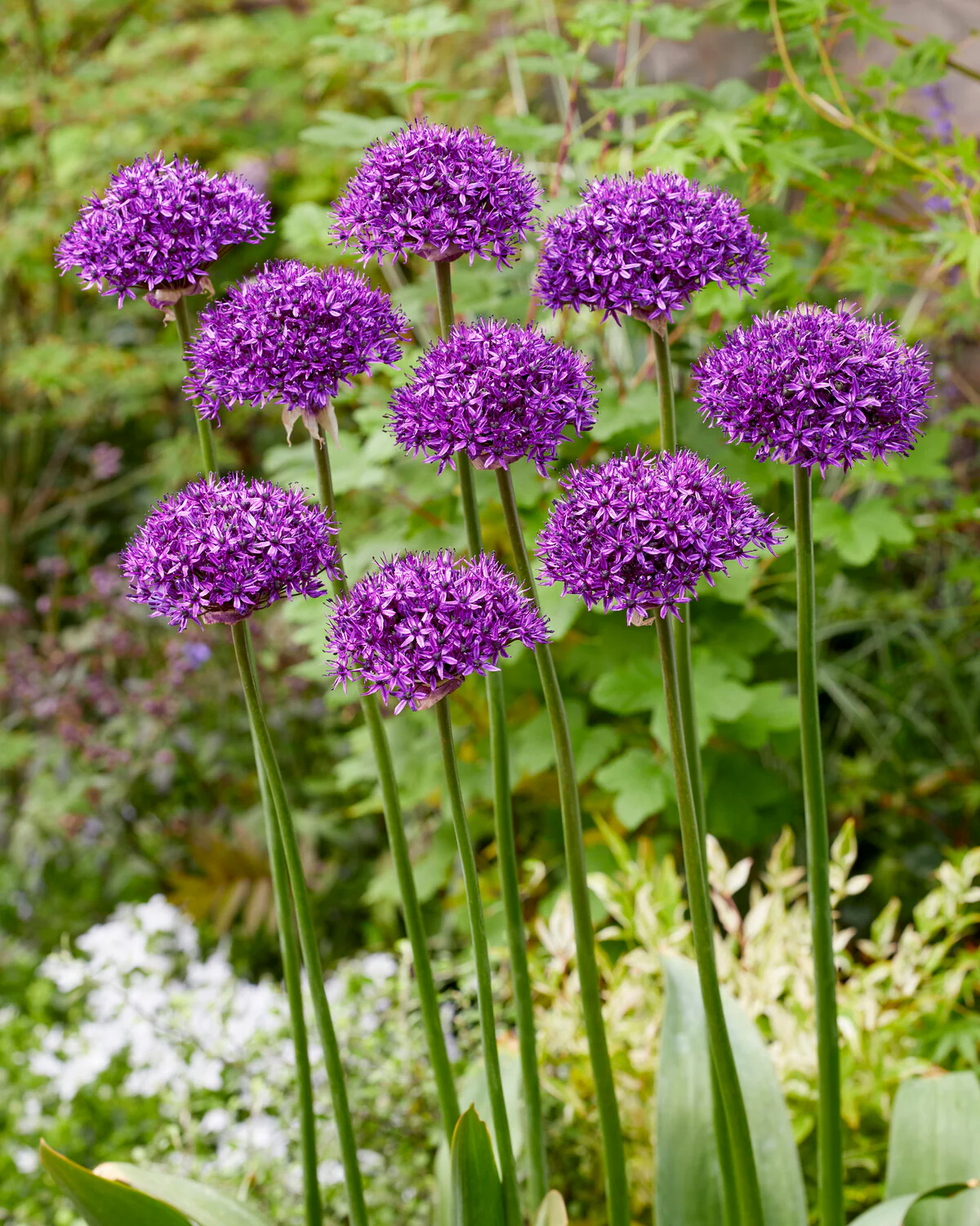 Allium 'Chicago' - Image 4