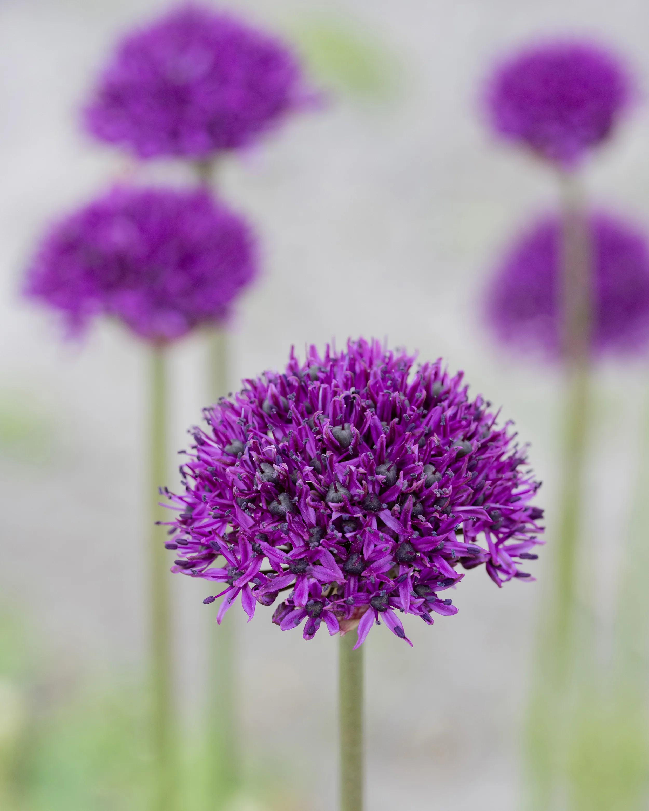 Allium 'Chicago' - Image 5