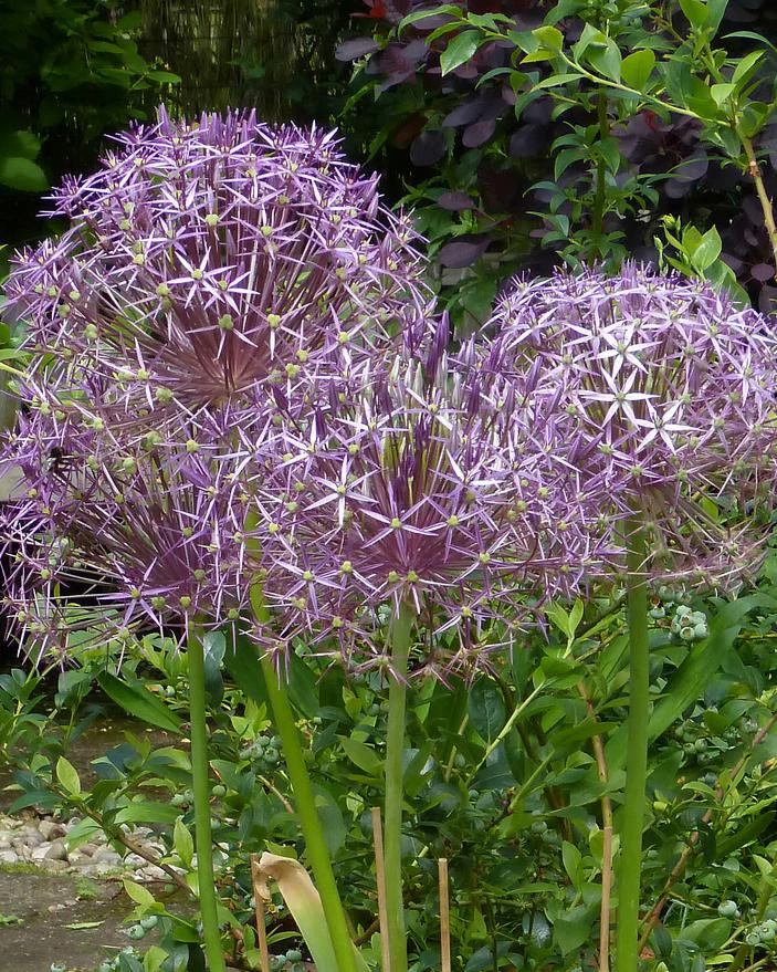 Allium cristophii - Image 2
