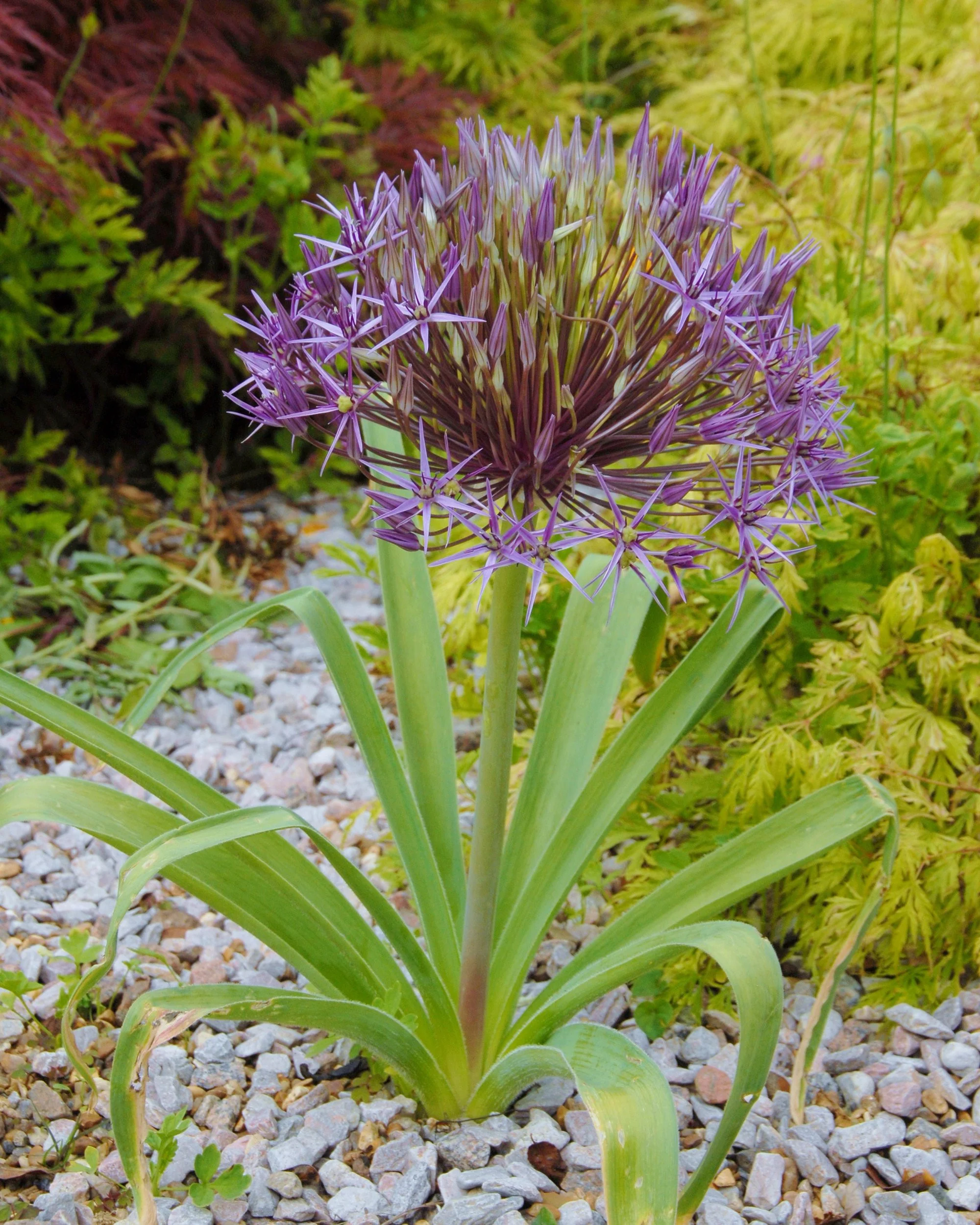 Allium cristophii - Image 4