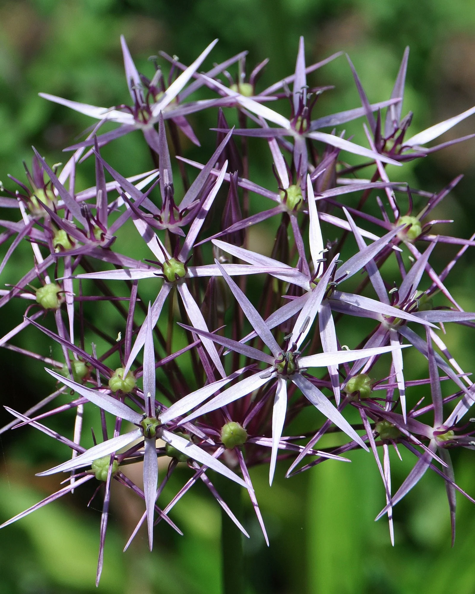 Allium cristophii - Image 5