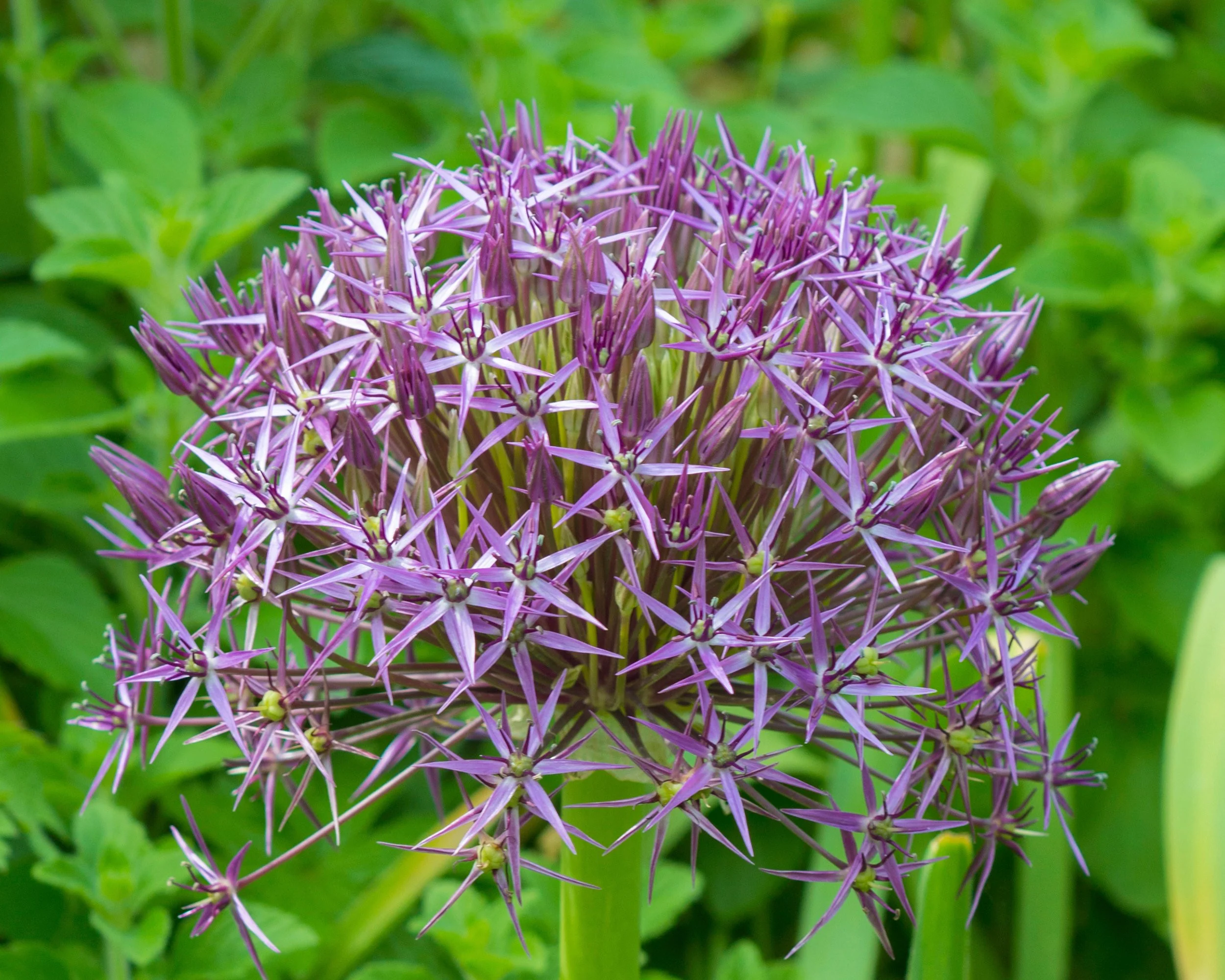 Allium cristophii - Image 8