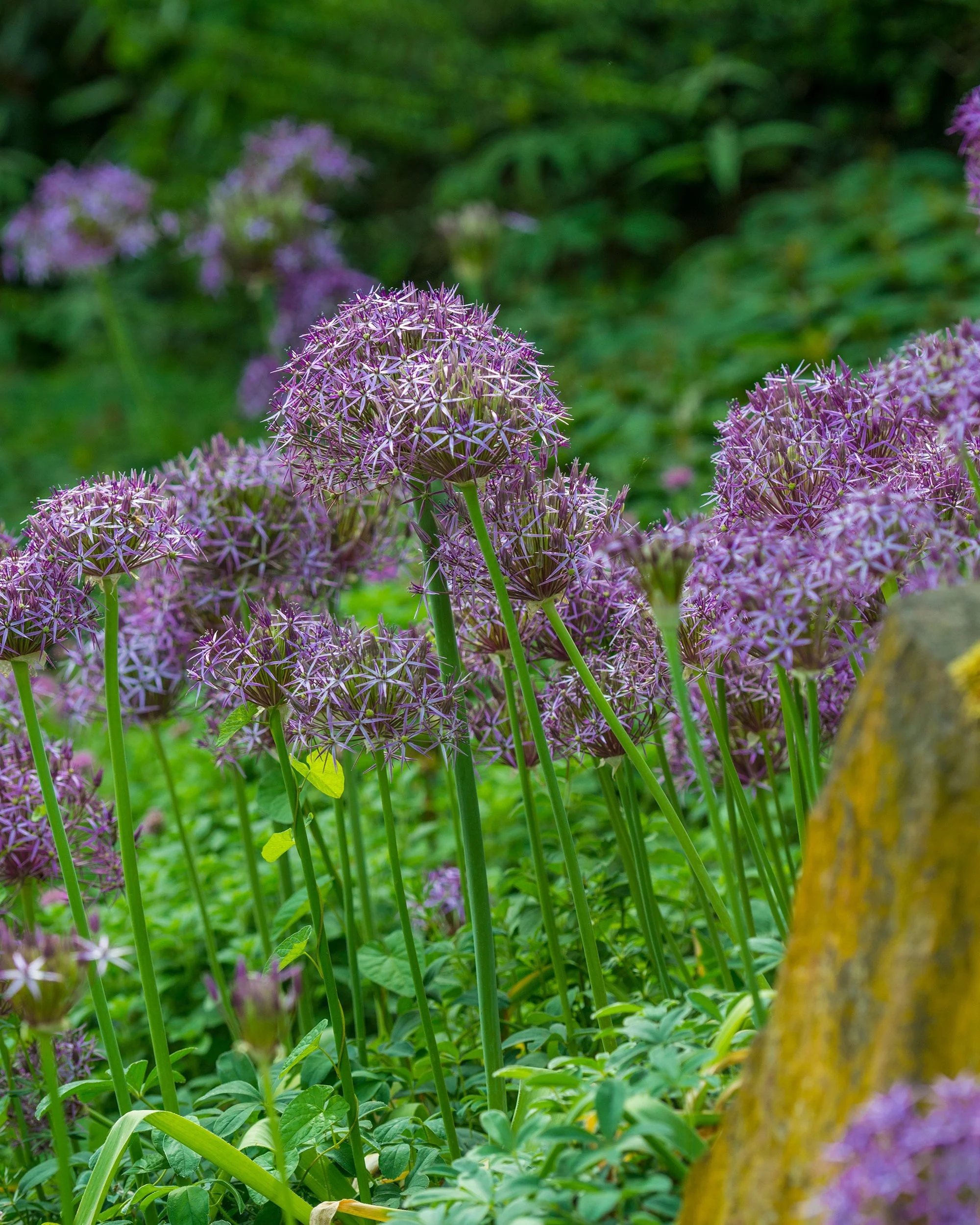 Allium cristophii - Image 9