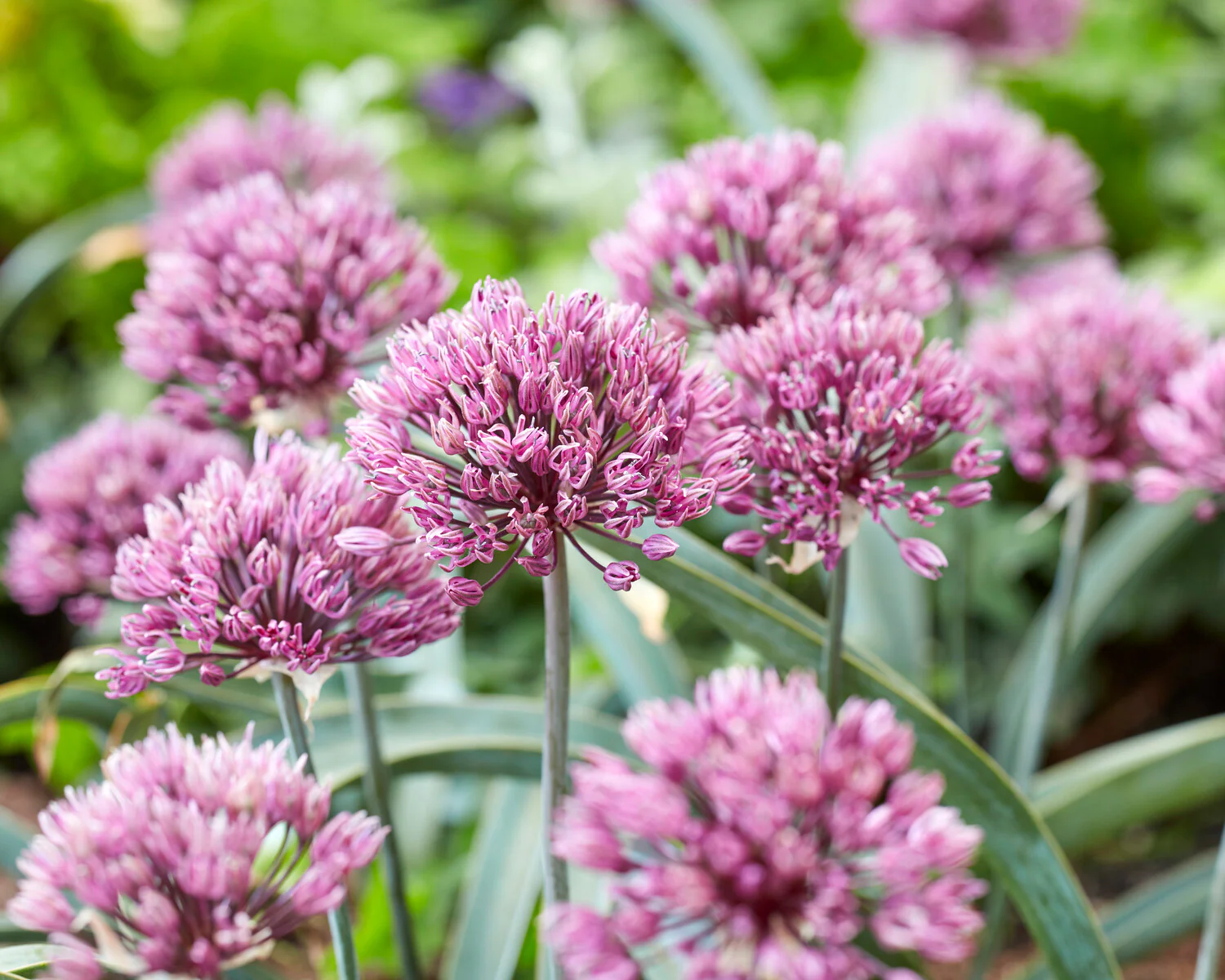 Allium 'Dallas' - Image 3