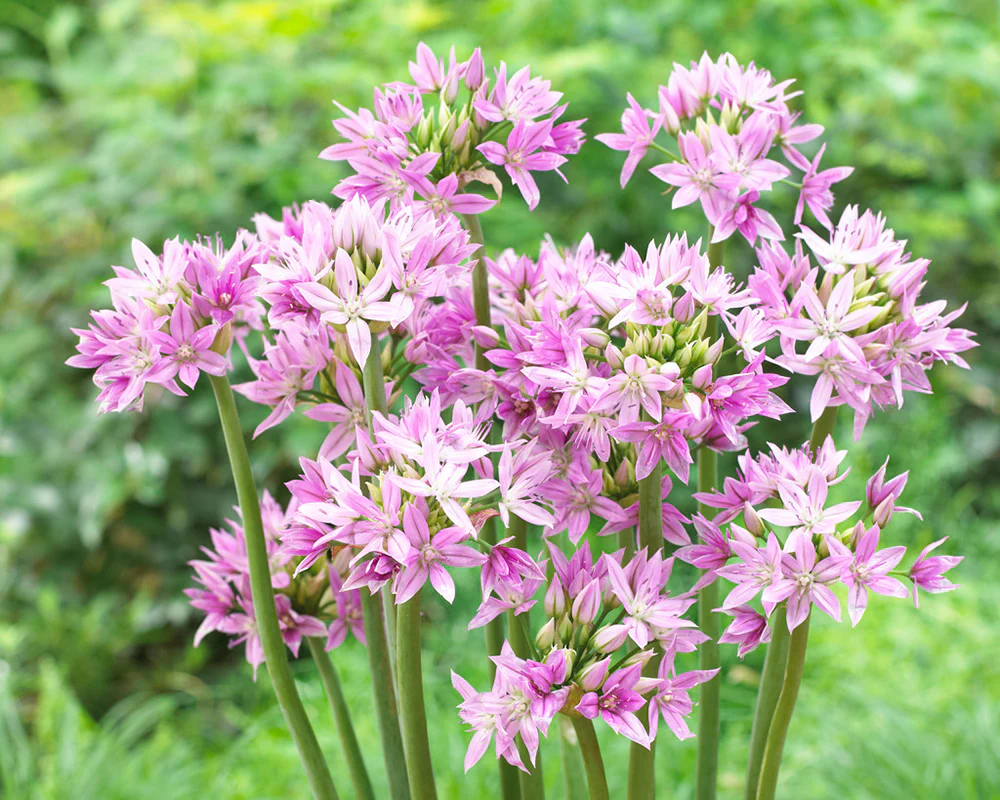 Allium 'Eros' - Image 10