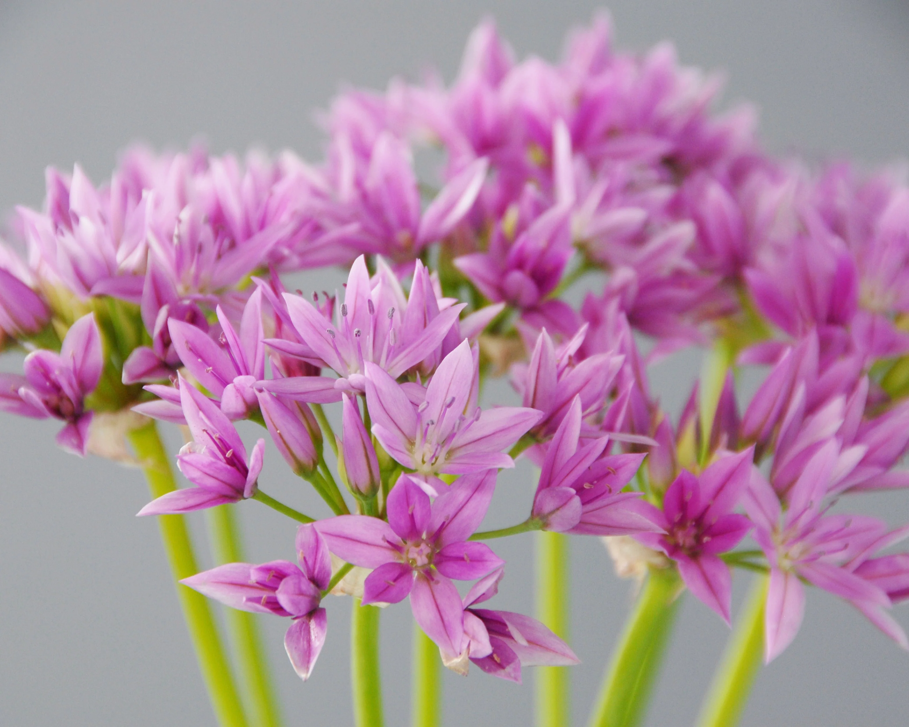 Allium 'Eros' - Image 7