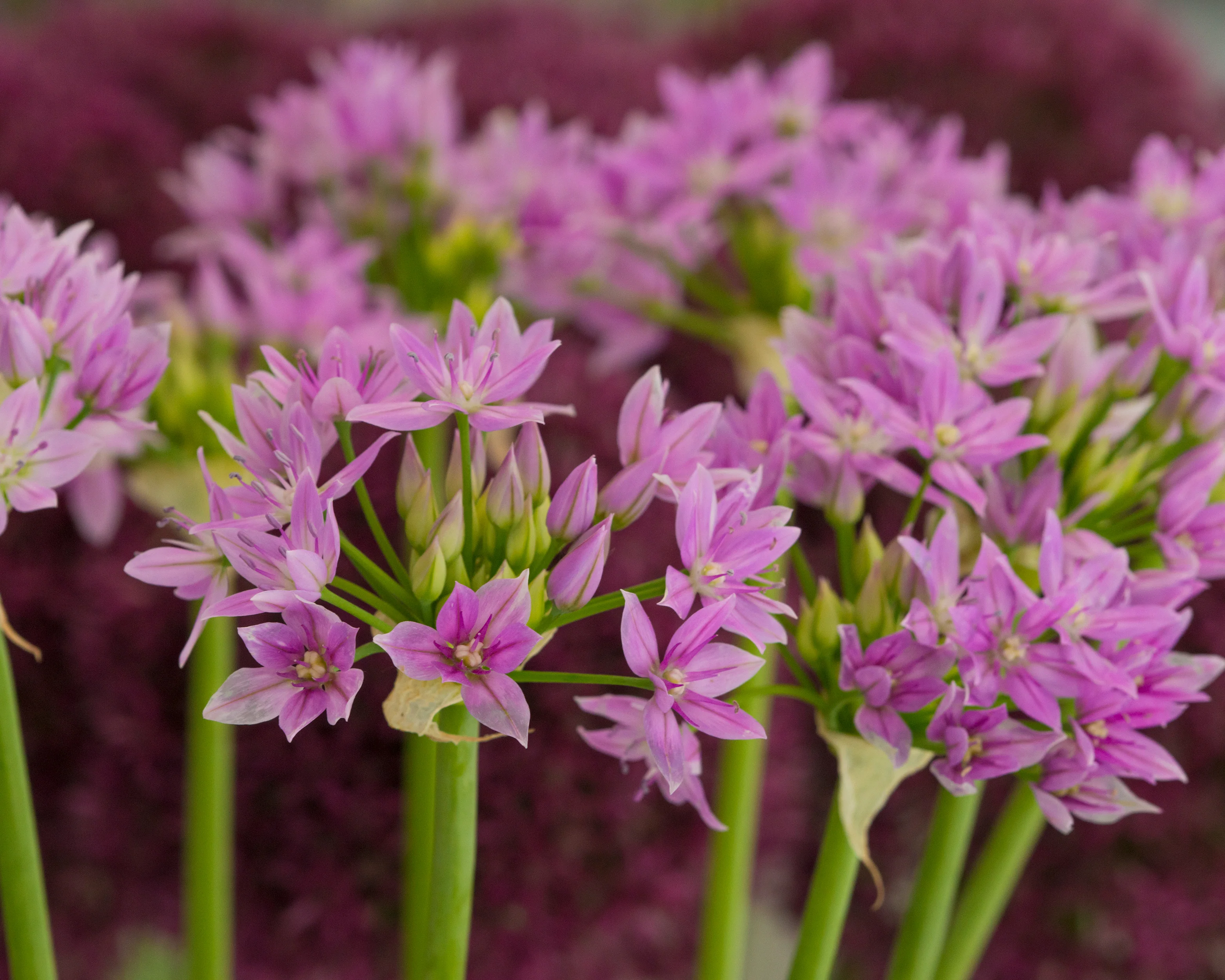 Allium 'Eros' - Image 8