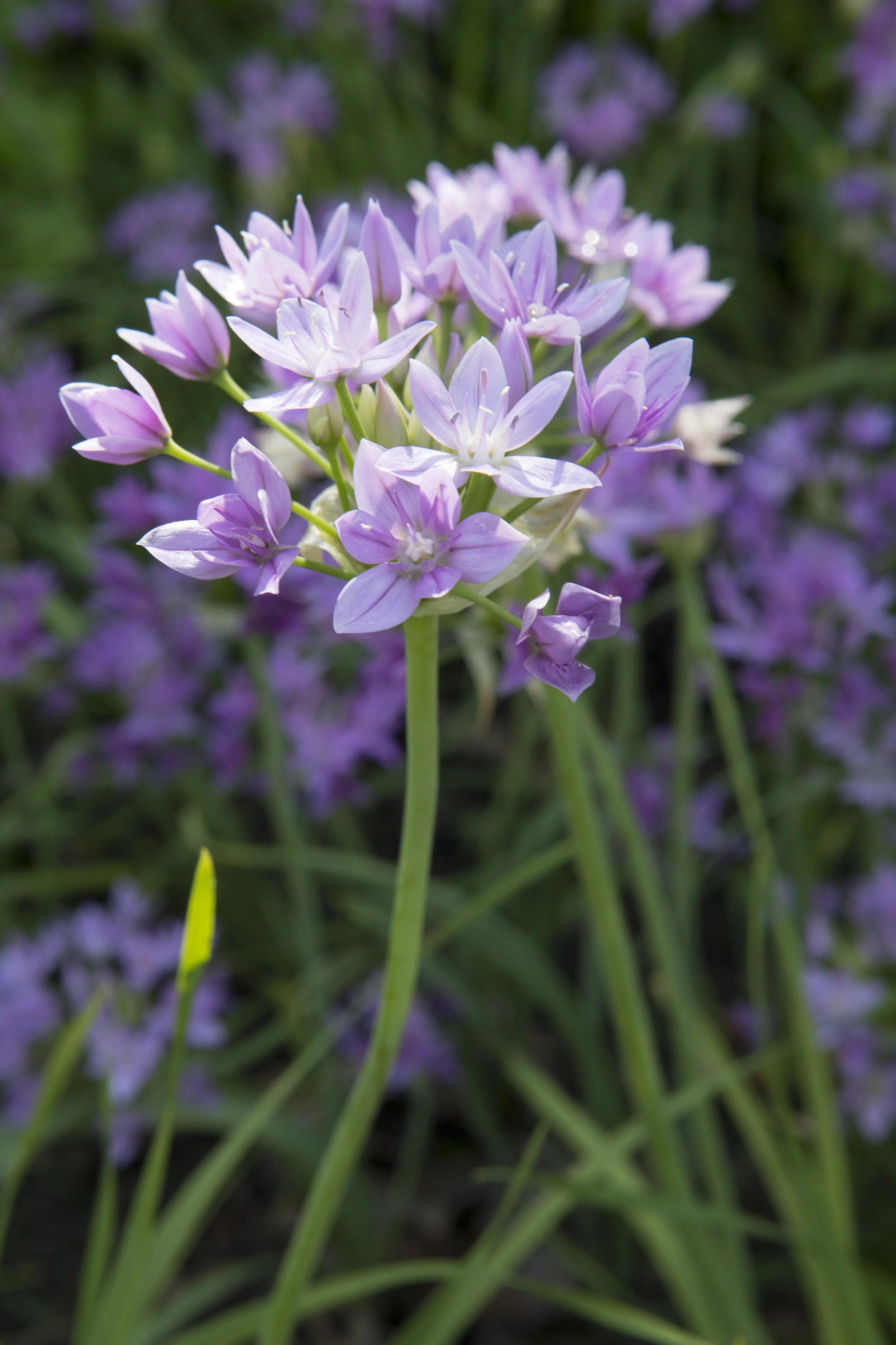 Allium 'Eros' - Image 9