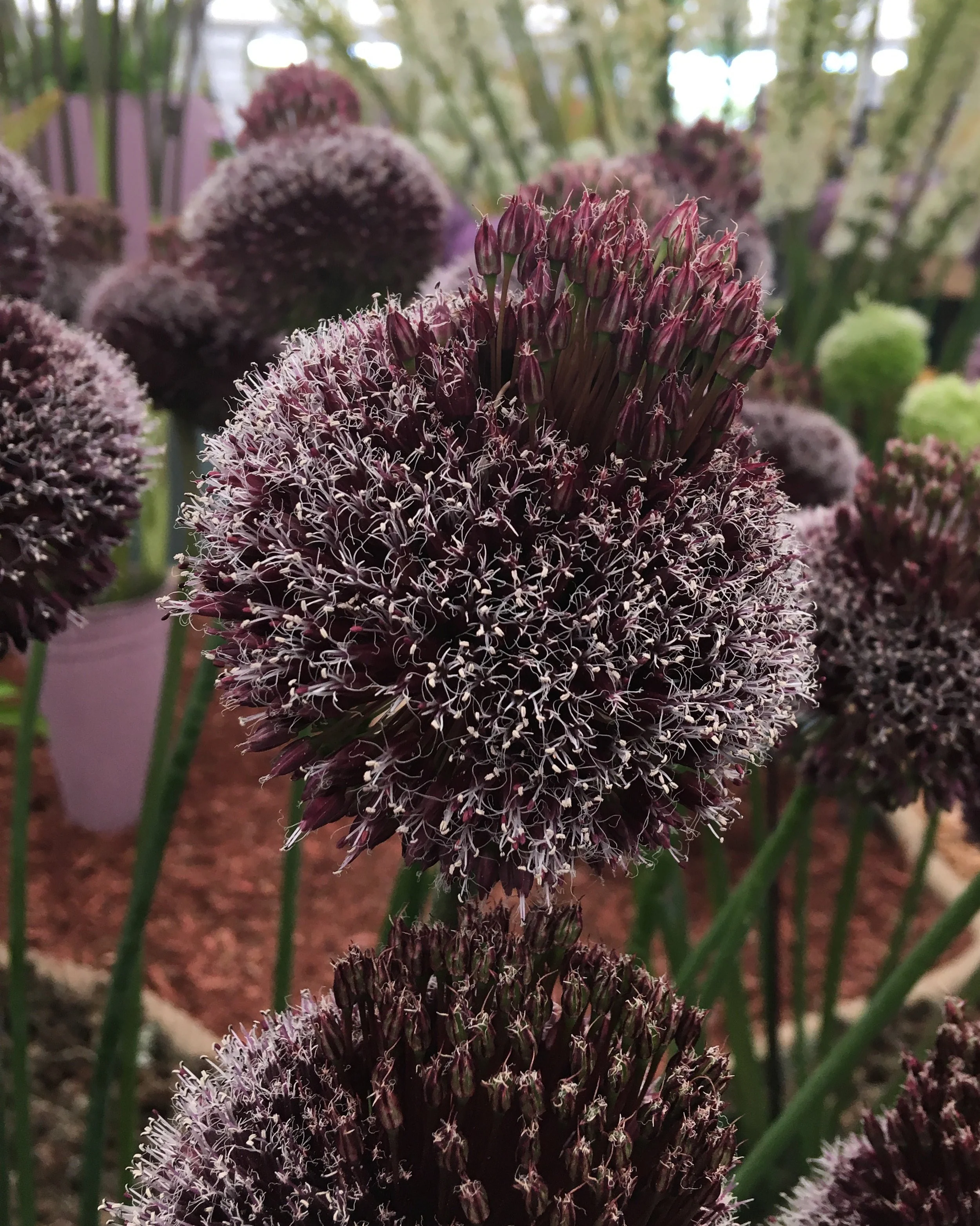 Allium 'Forelock' - Image 5