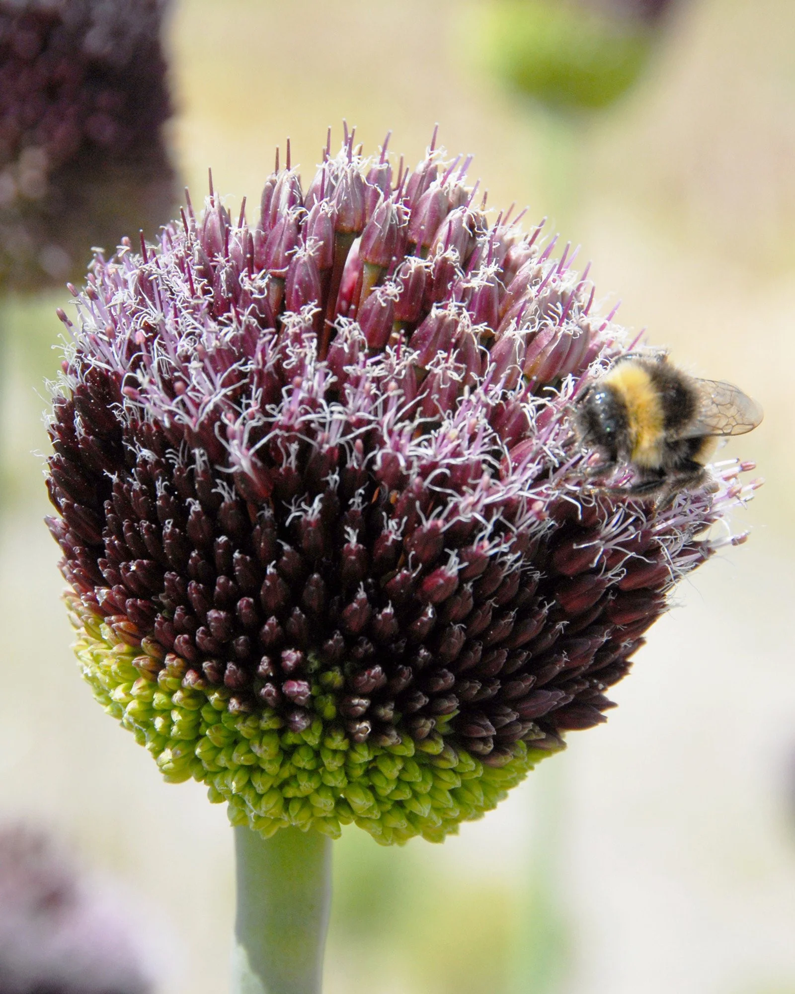Allium 'Forelock' - Image 7