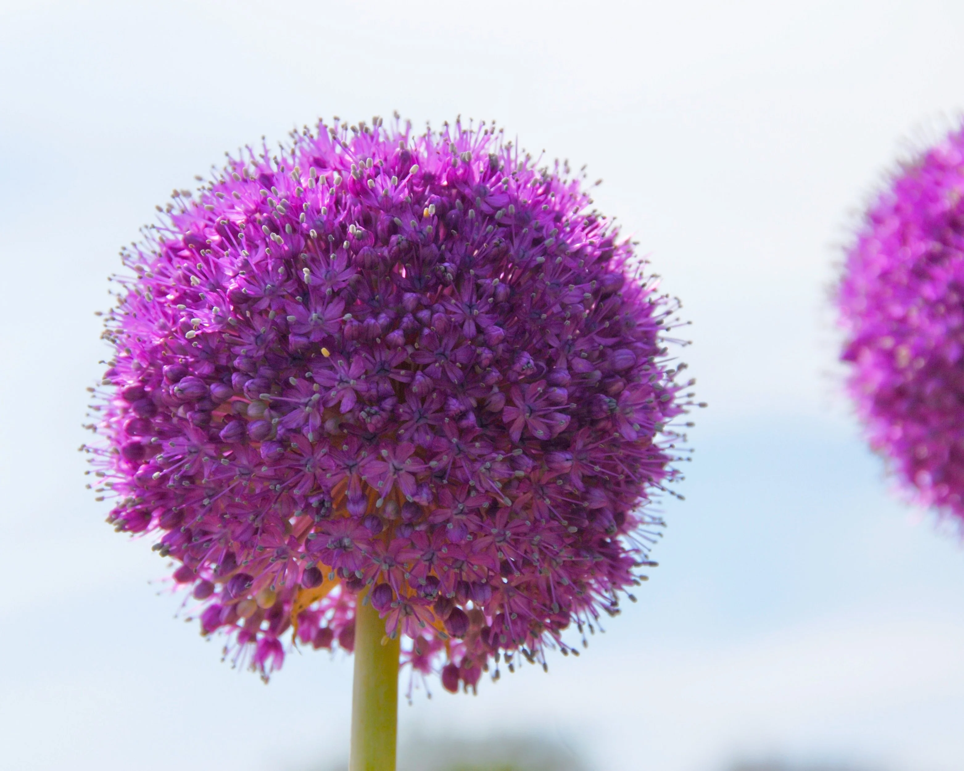 Allium giganteum - Image 10