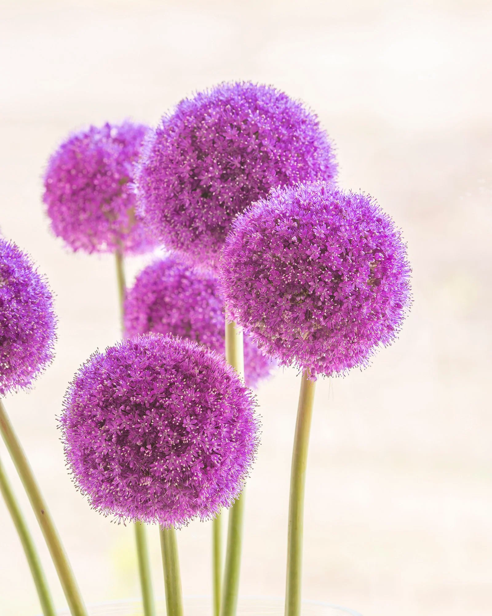Allium giganteum - Image 11