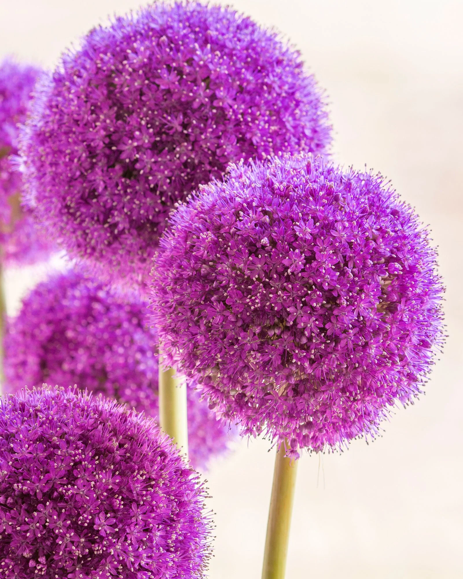 Allium giganteum - Image 2