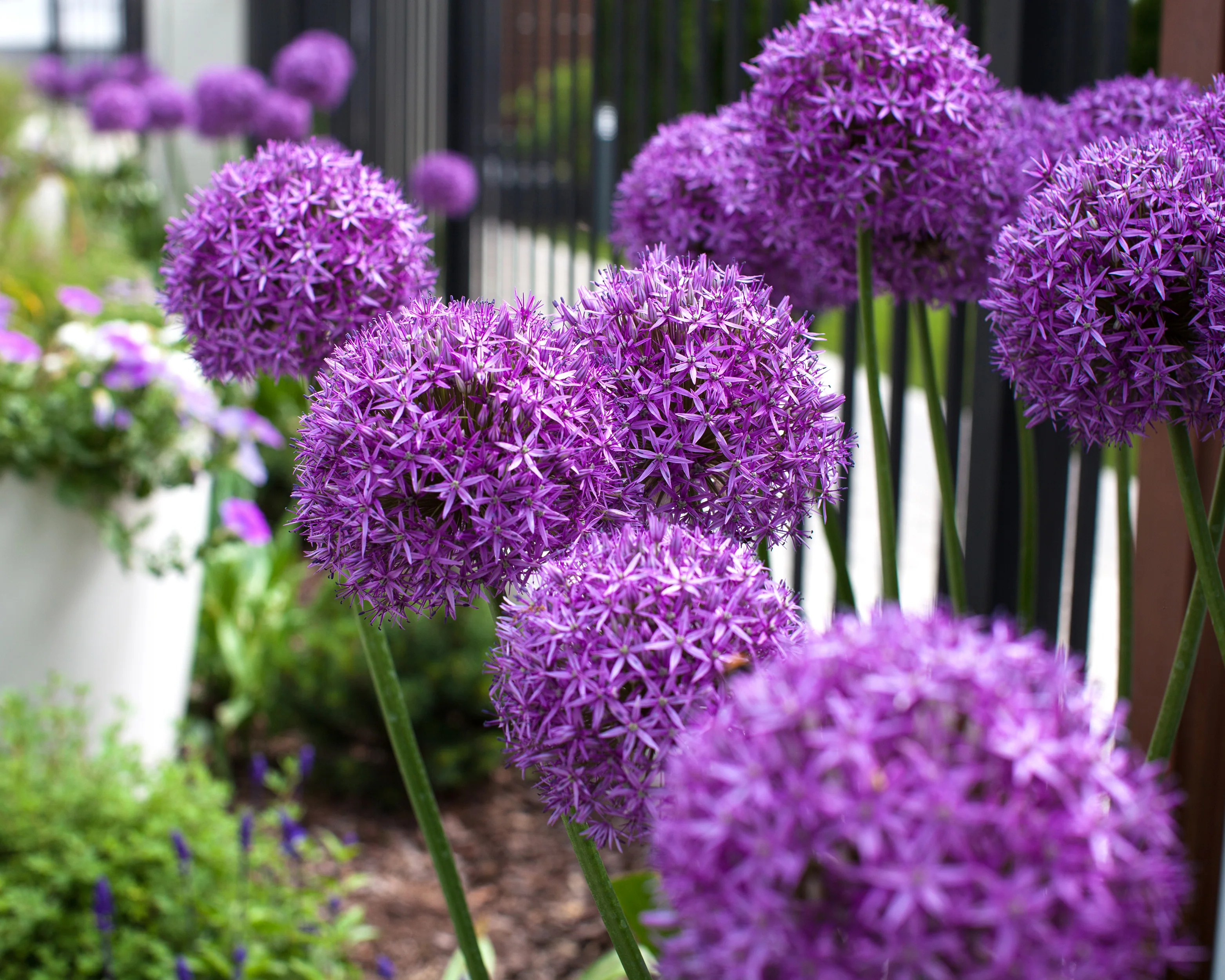 Allium giganteum - Image 4