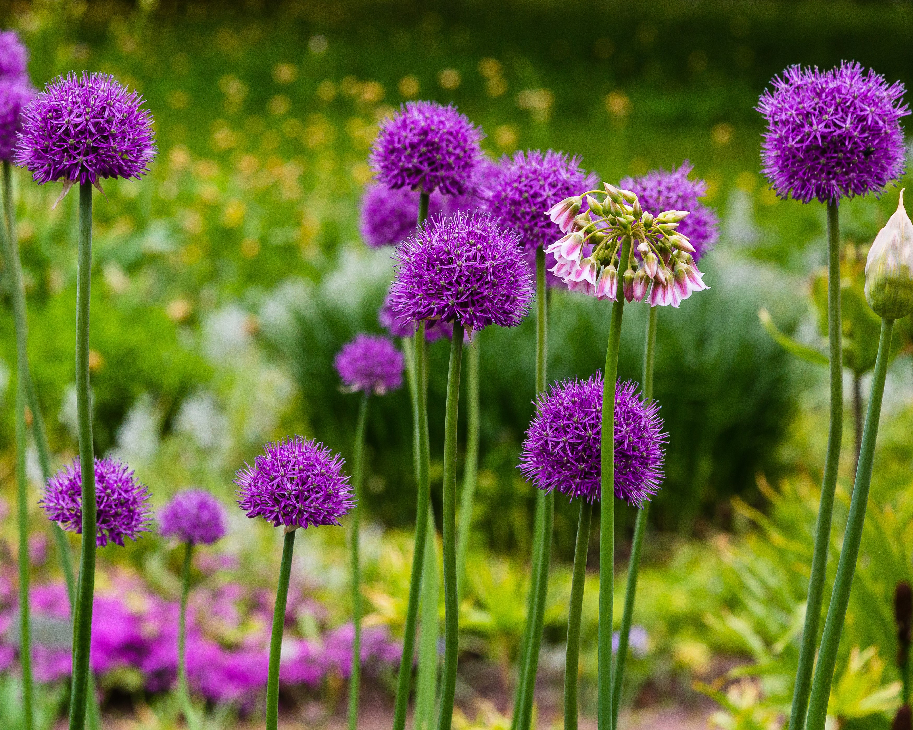 Allium giganteum - Image 5
