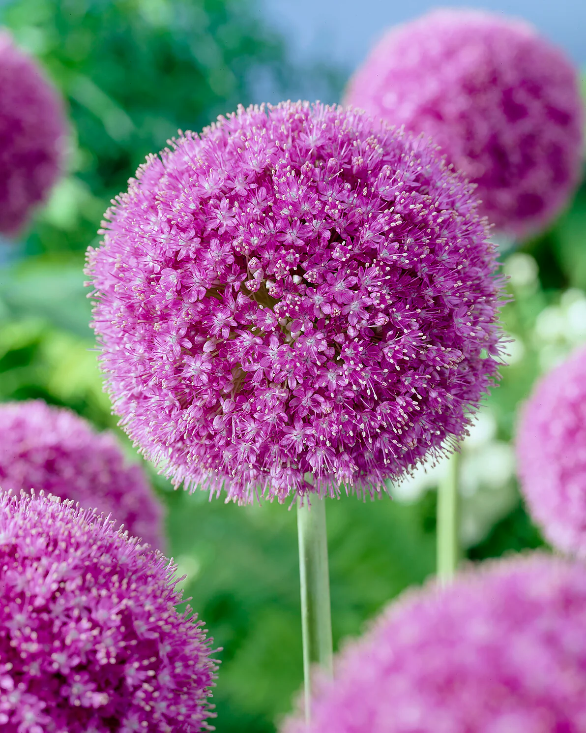 Allium giganteum - Image 6