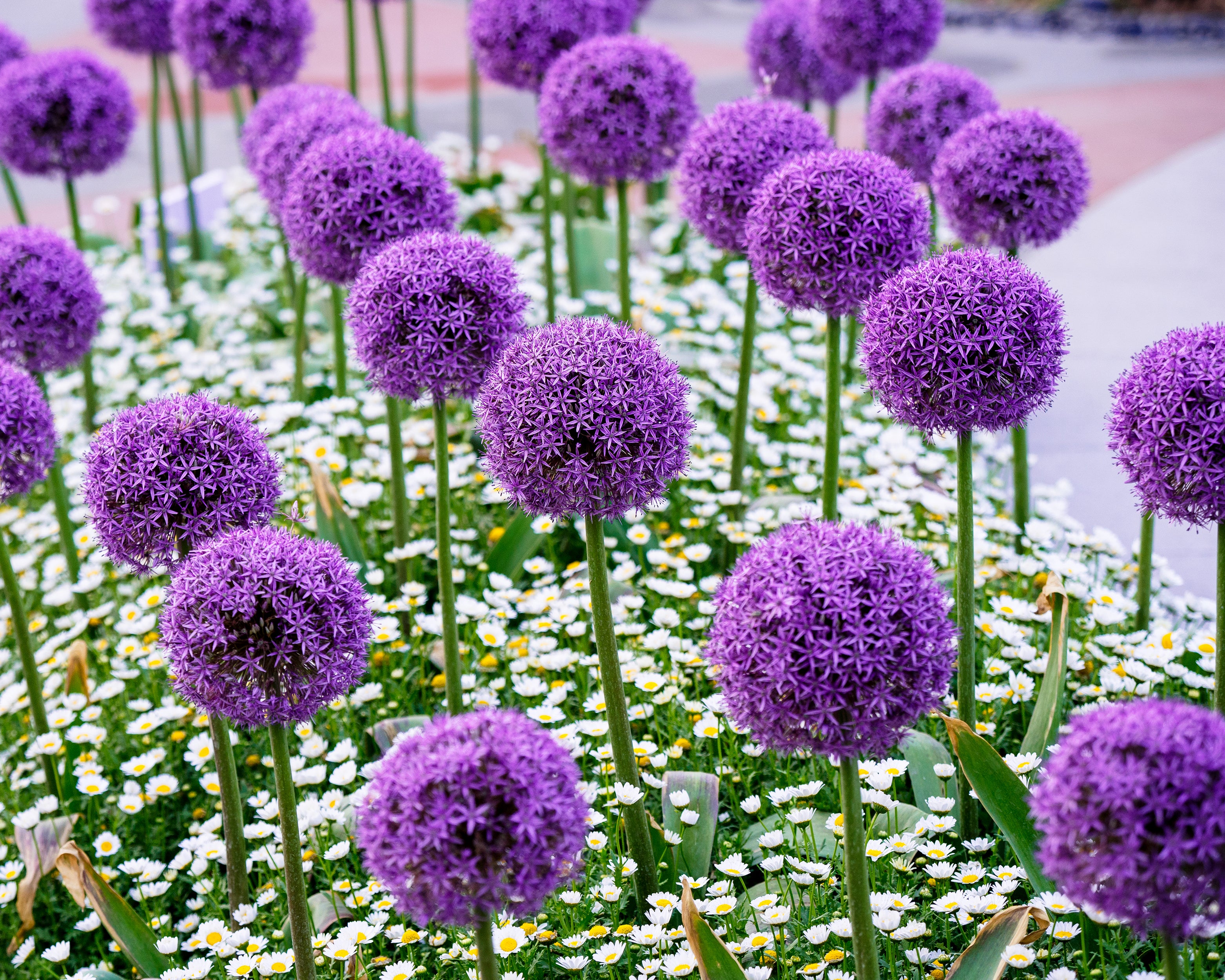 Allium giganteum - Image 8