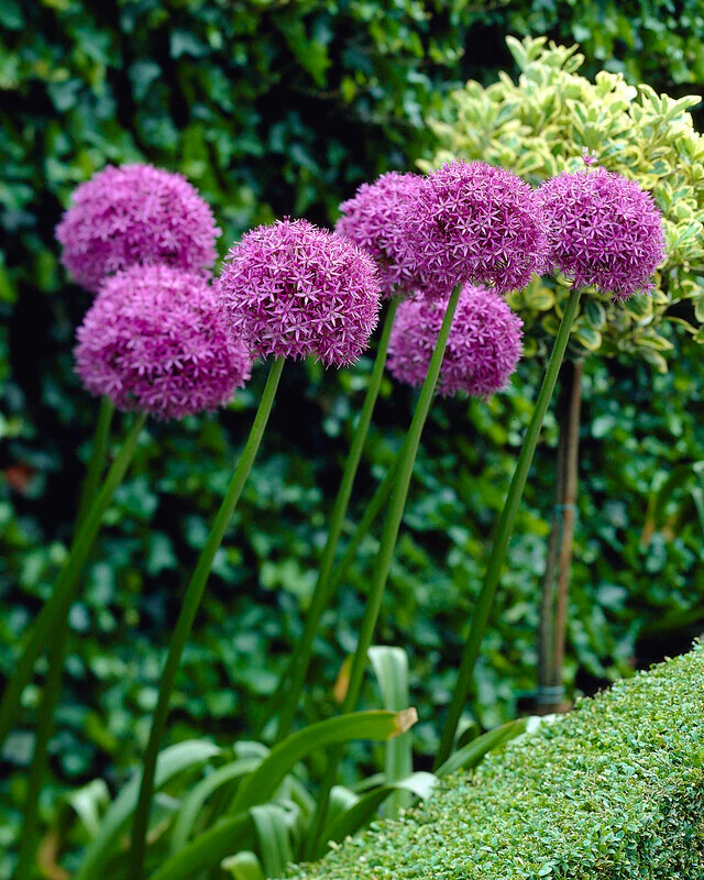 Allium giganteum - Image 9