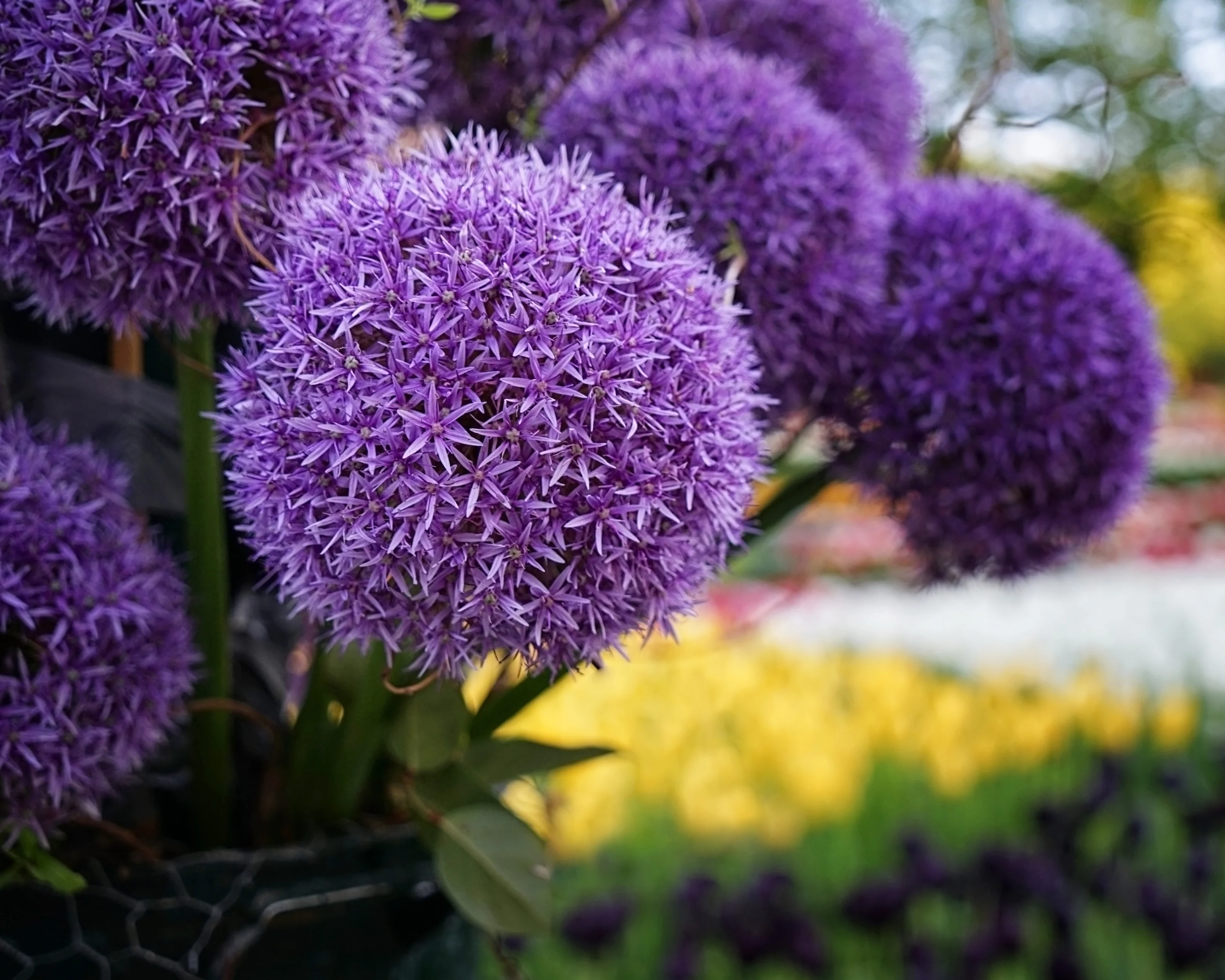 Allium 'Gladiator' - Image 5