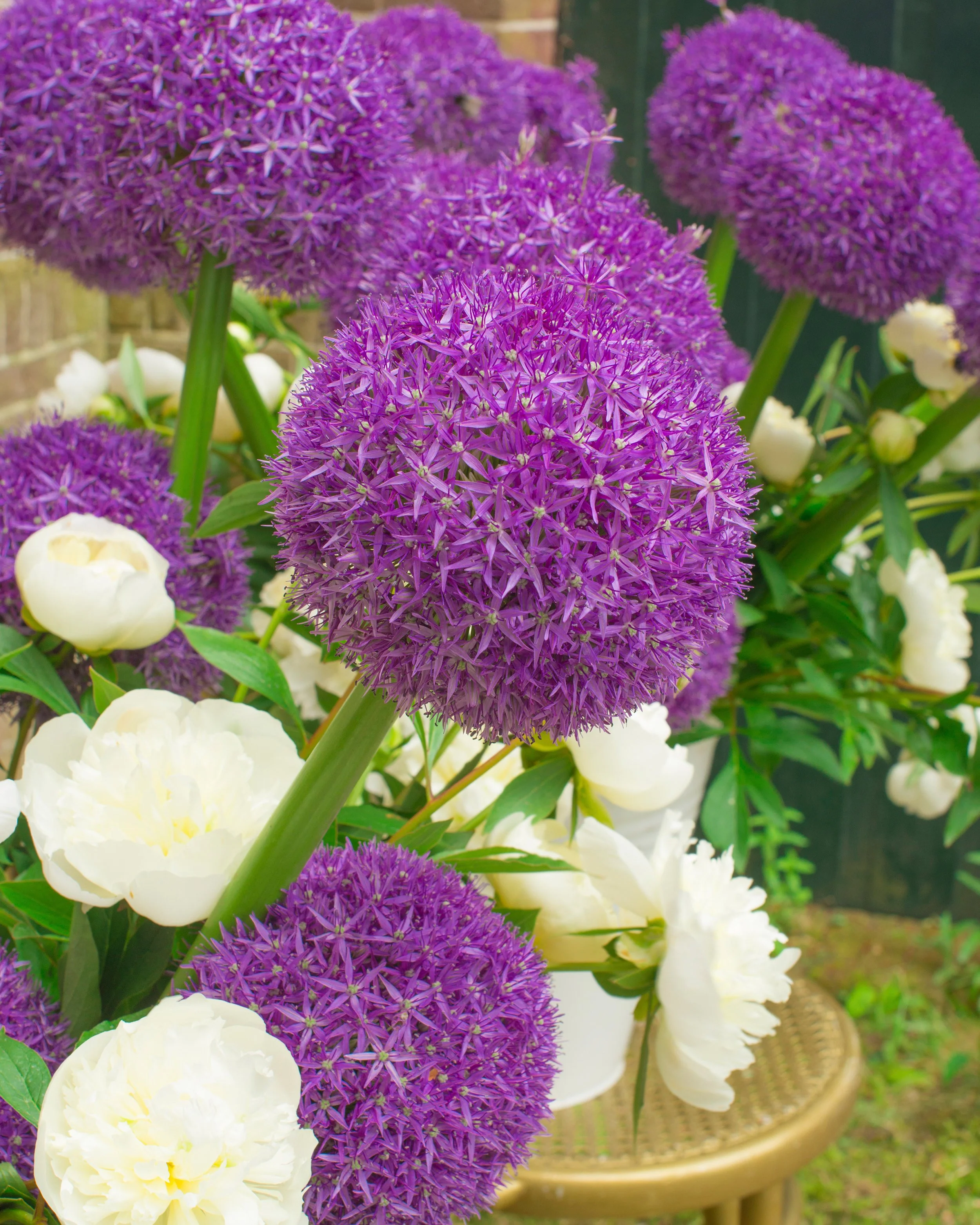 Allium 'Globemaster' - Image 3